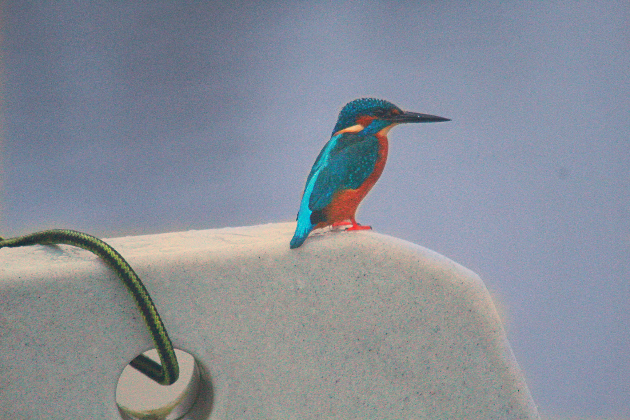 Sigma 150-500mm F5-6.3 DG OS HSM sample photo. Img photography