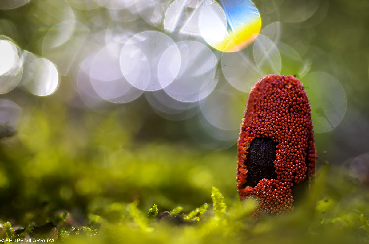 Sigma 70mm F2.8 EX DG Macro sample photo. El dolmen de la vida y los myxomycetes photography