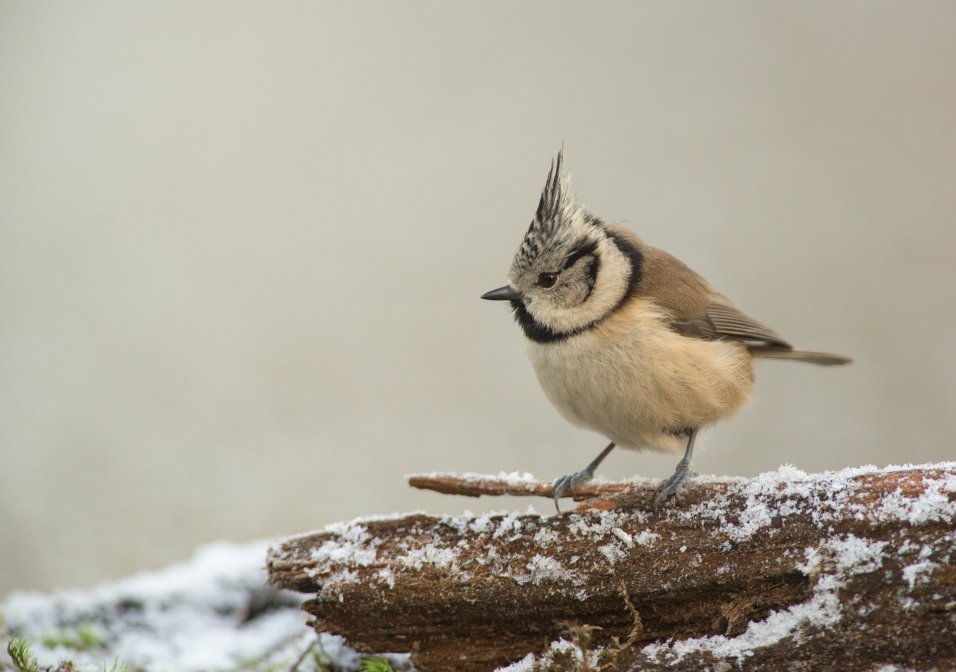 Nikon D610 + Nikon AF-S Nikkor 300mm F4D ED-IF sample photo. European crested tit photography