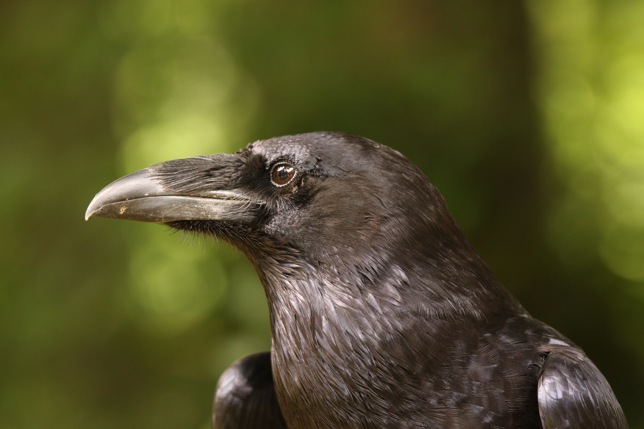 Canon EOS 50D + Canon EF 70-200mm F4L IS USM sample photo. No birdie photography