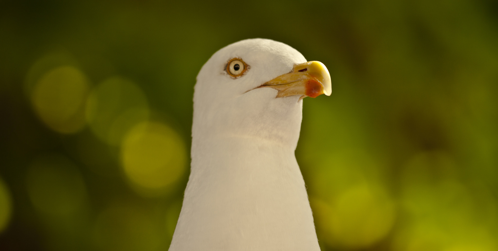 Canon EOS 50D sample photo. Pretty fly for a seagull photography