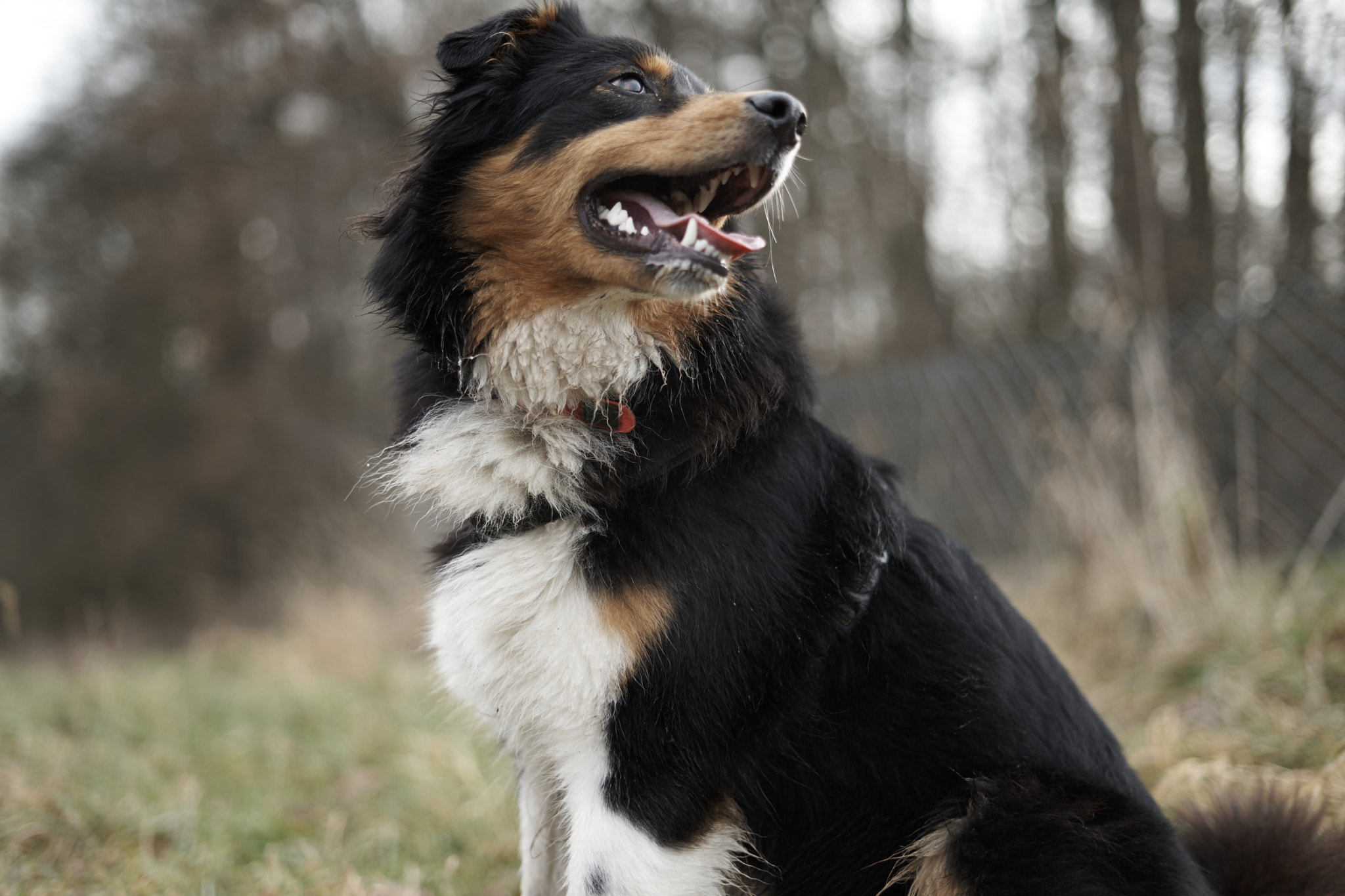Sony FE 50mm F1.8 sample photo. Pause  photography
