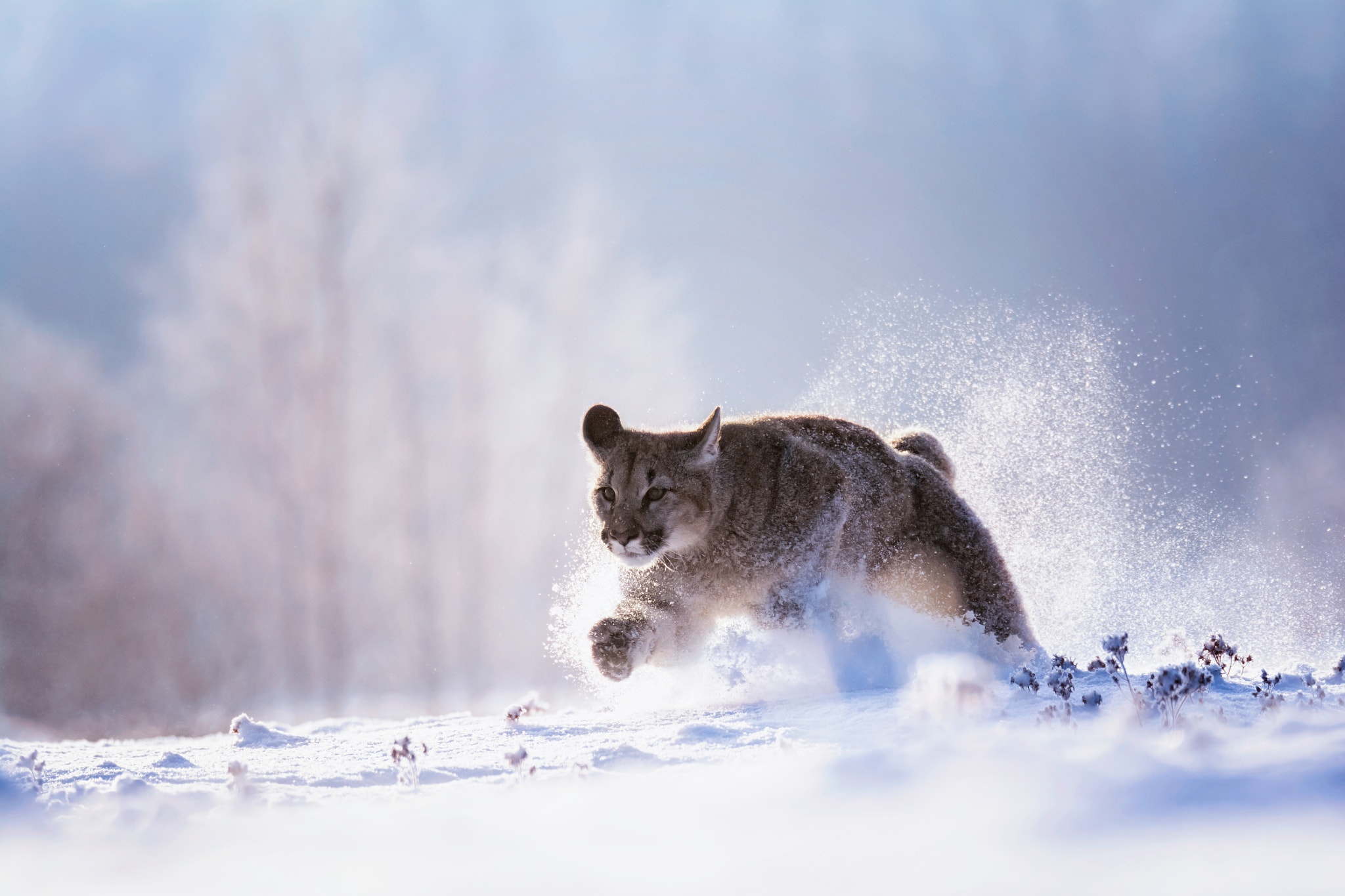 Sigma 150-600mm F5-6.3 DG OS HSM | S sample photo. American cougar photography