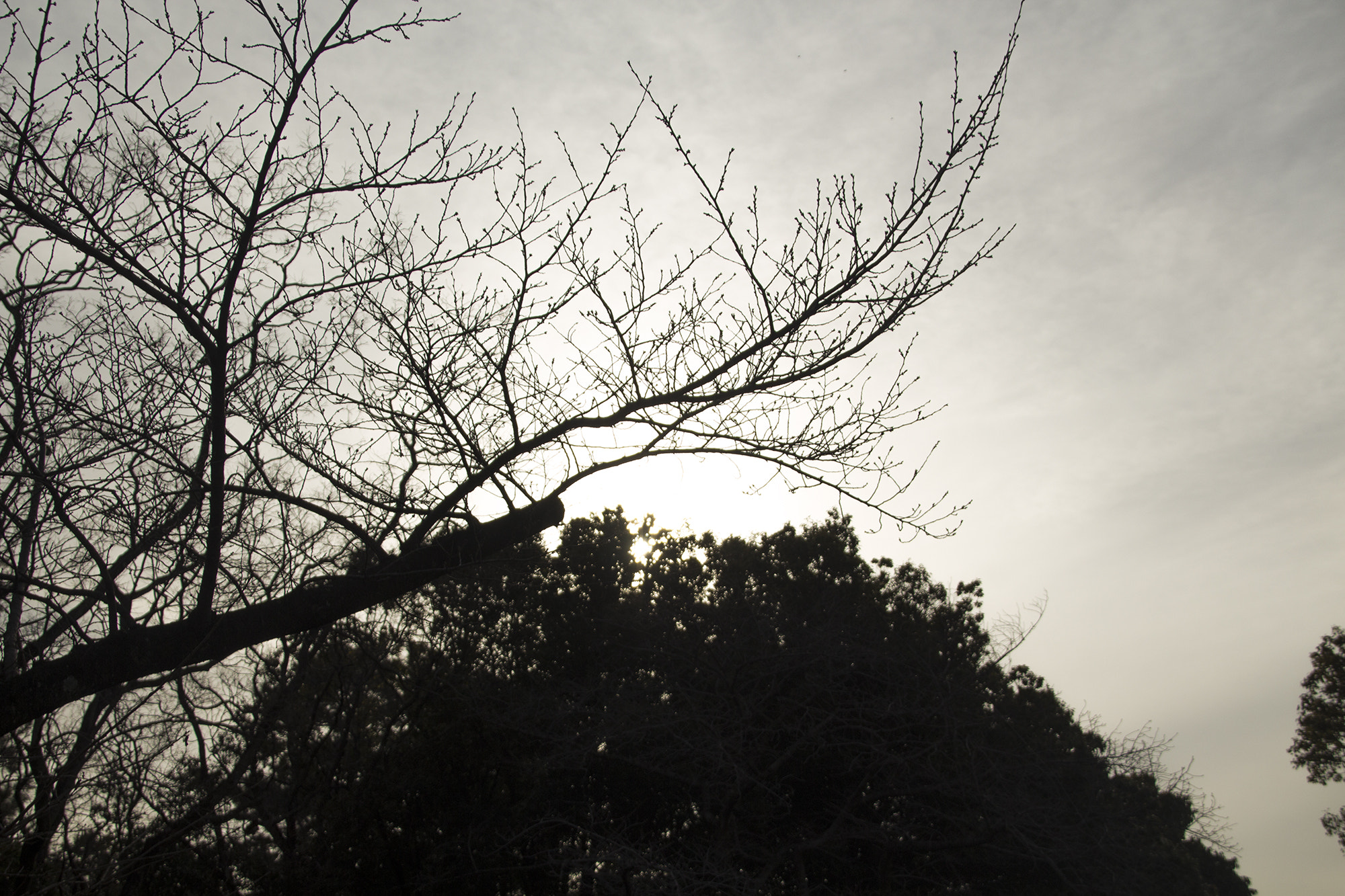 Canon EOS 650D (EOS Rebel T4i / EOS Kiss X6i) sample photo. Tree02 photography