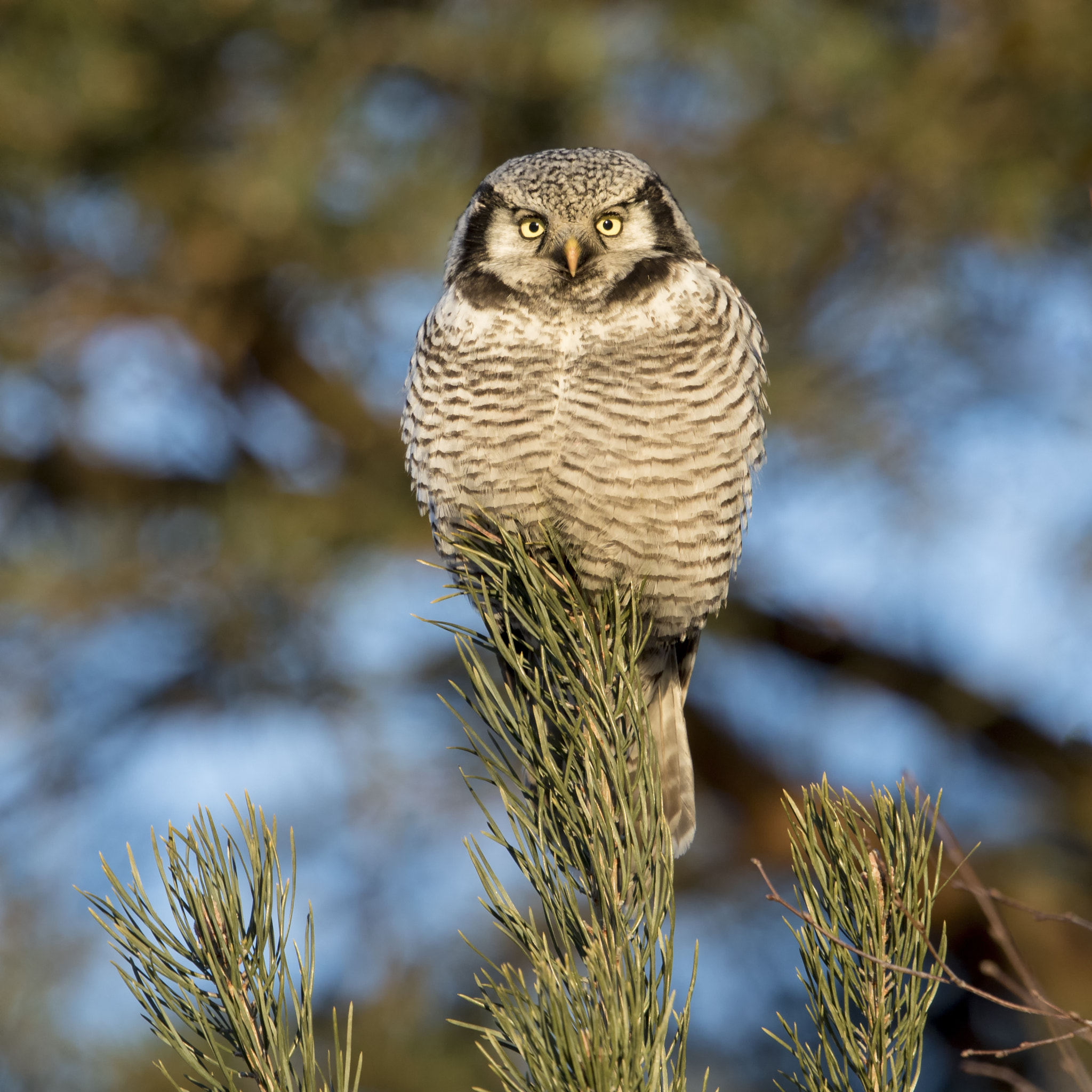 Canon EF 500mm F4L IS II USM sample photo. Northern hawk-owl photography