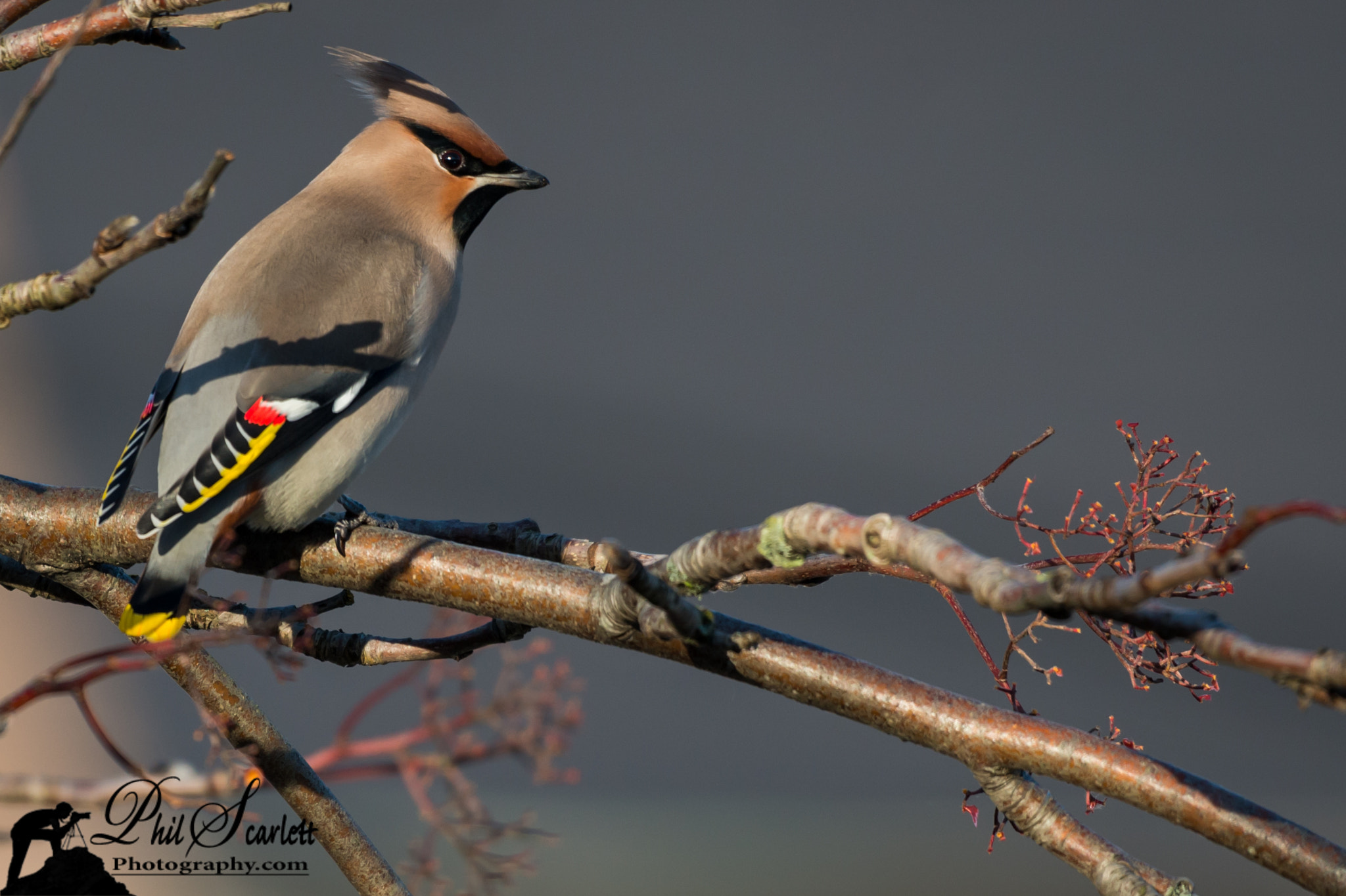 Nikon D800 + Nikon AF-S Nikkor 200-500mm F5.6E ED VR sample photo. Waxwing photography