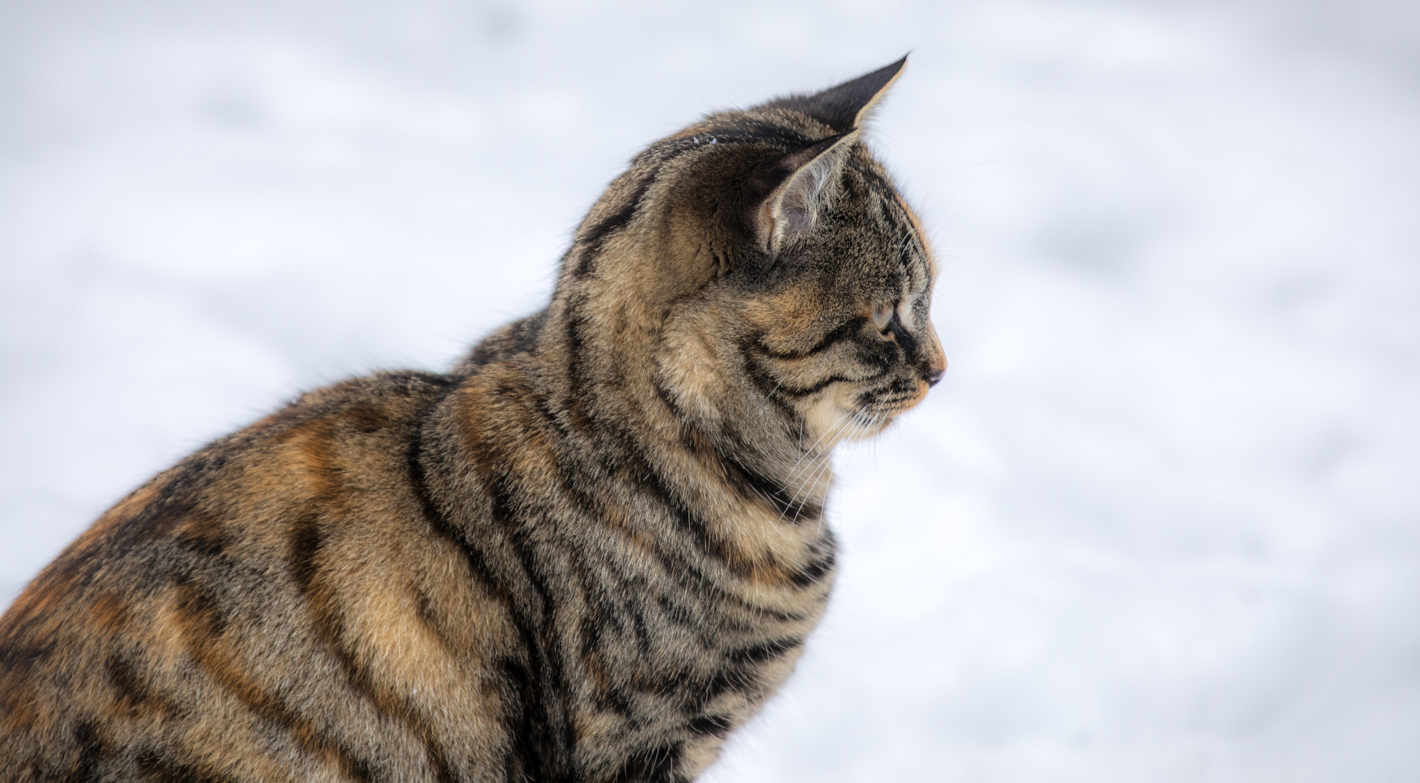 Canon EF 70-200mm F2.8L IS II USM sample photo. Snowcat i photography