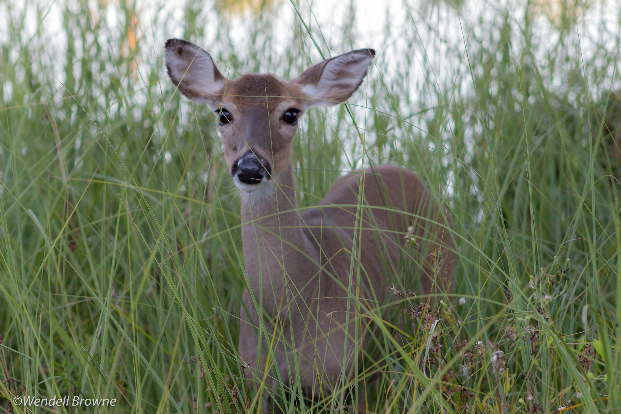 Canon EF 75-300mm f/4-5.6 USM sample photo. Mama deer photography