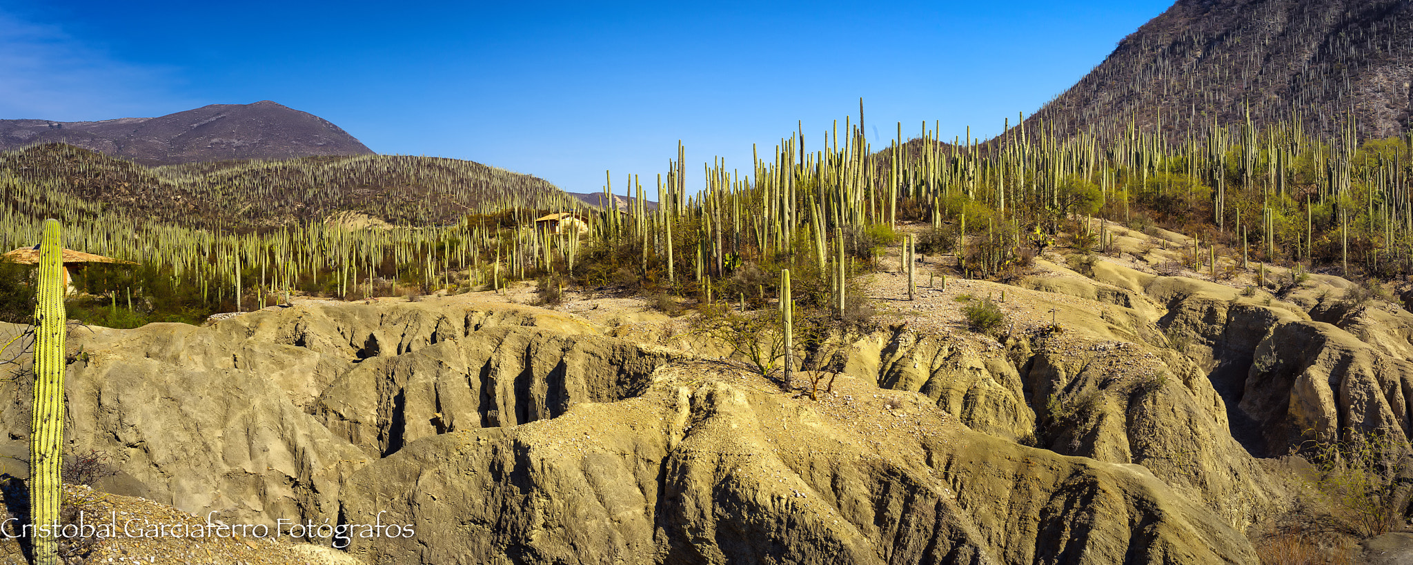 Pentax 645Z sample photo. Cactus land in the morning photography