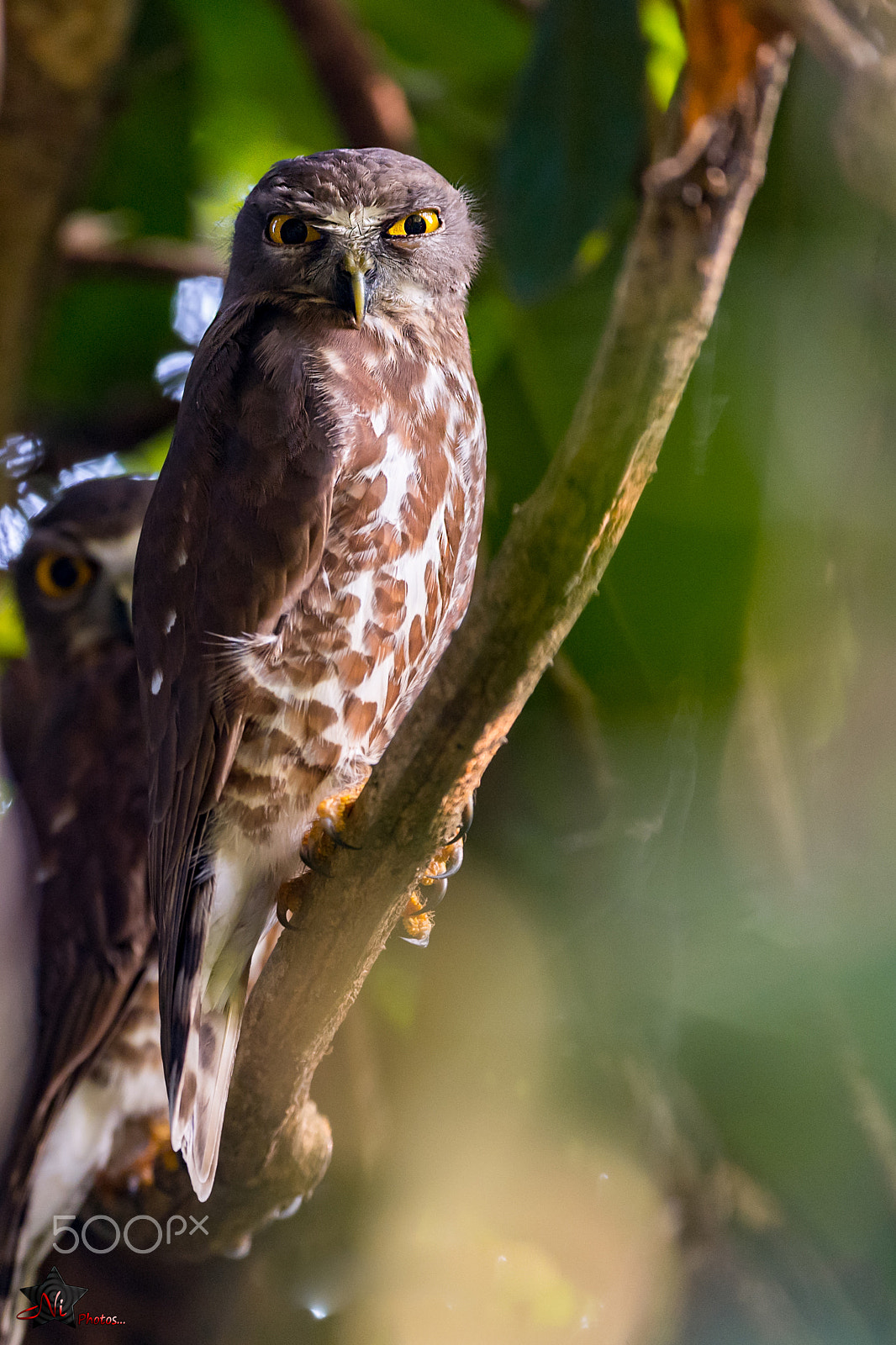 Nikon D5 sample photo. Hawk owl photography