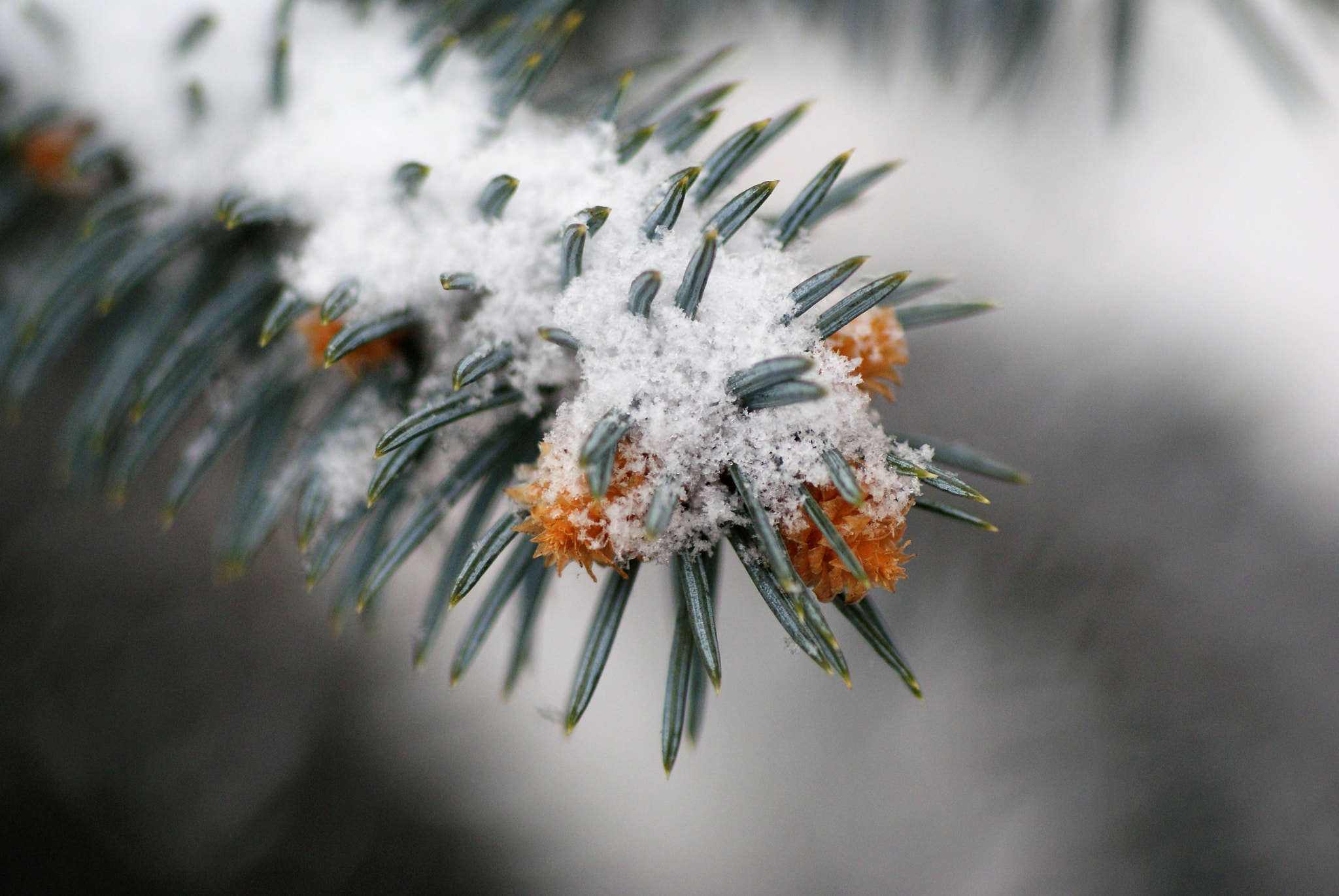 Sony Alpha DSLR-A200 + Tokina EMZ M100 AF 100mm F3.5 sample photo. First snow photography