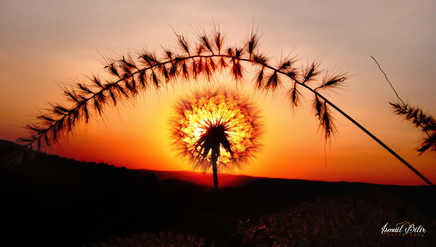 Fujifilm FinePix Z35 sample photo. Taraxacum - karahindiba photography