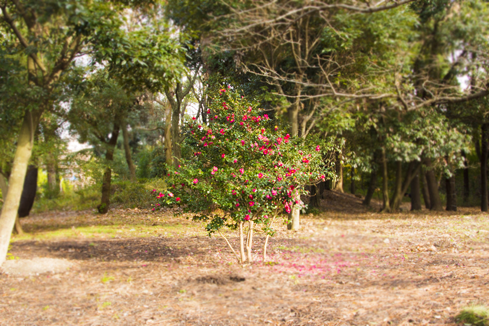 Canon EOS 650D (EOS Rebel T4i / EOS Kiss X6i) sample photo. Cute tree photography