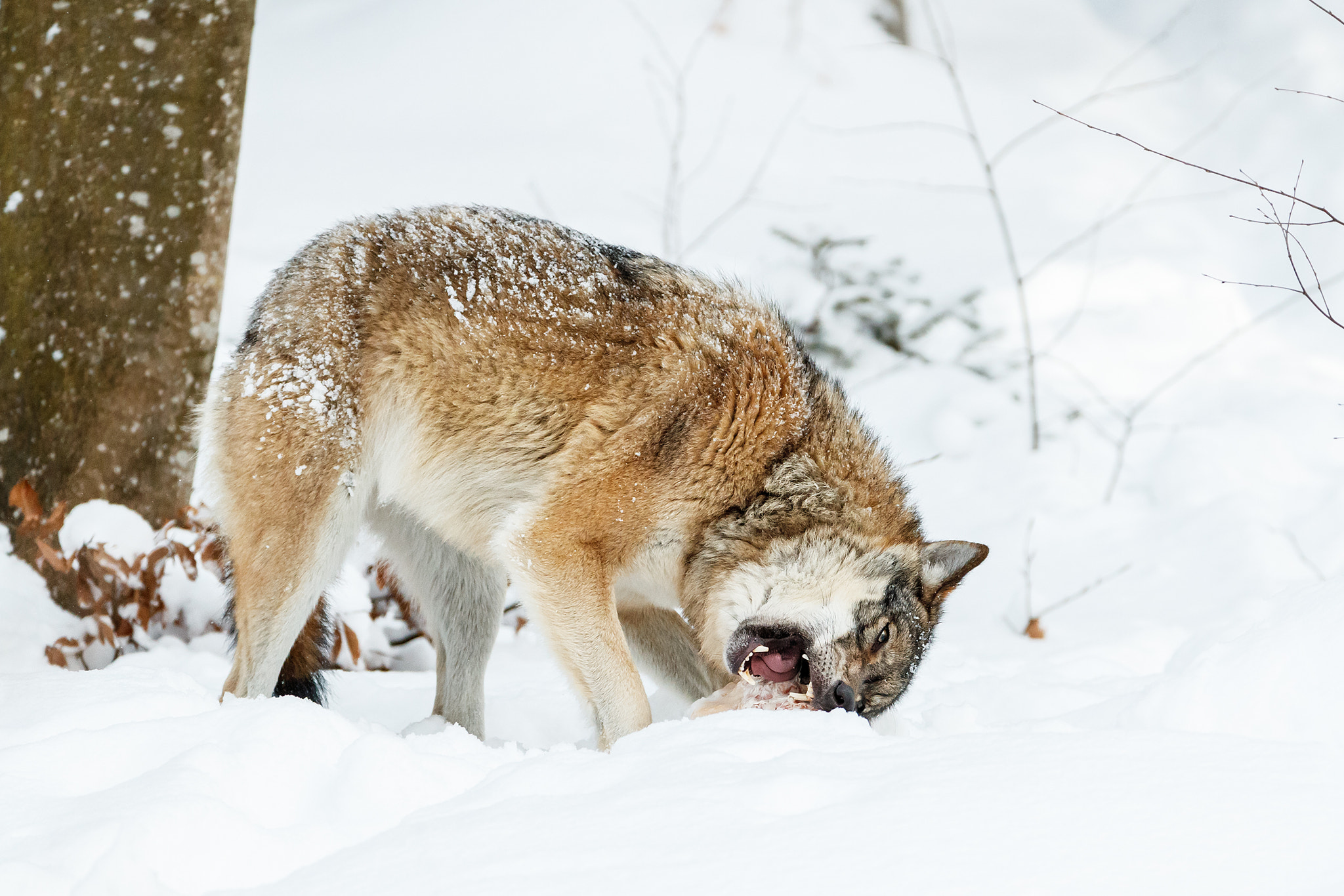 Canon EOS-1D X Mark II + Canon EF 200-400mm F4L IS USM Extender 1.4x sample photo. Wolf's meal photography