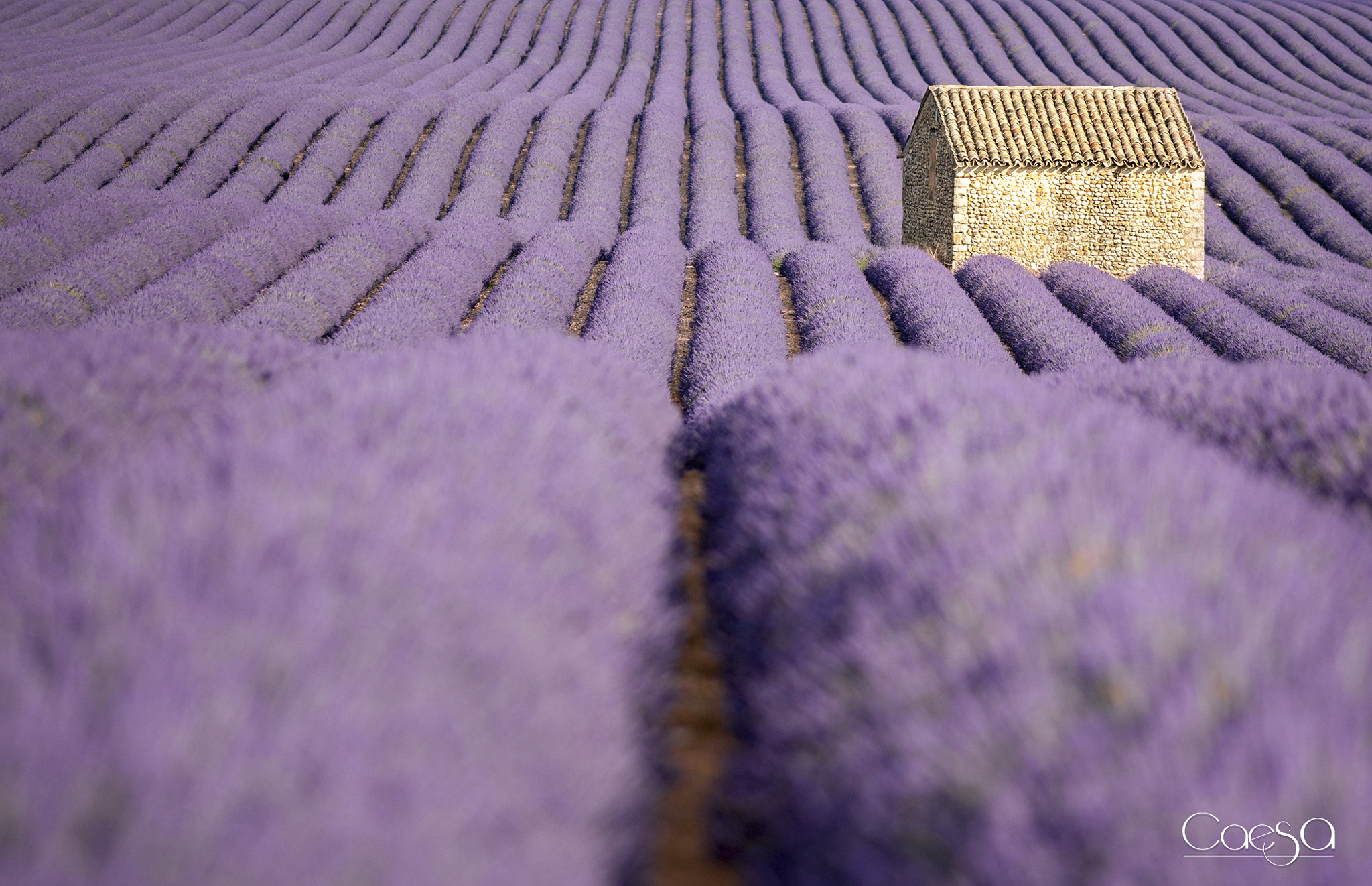 Canon EOS-1D Mark III sample photo. Valensole photography