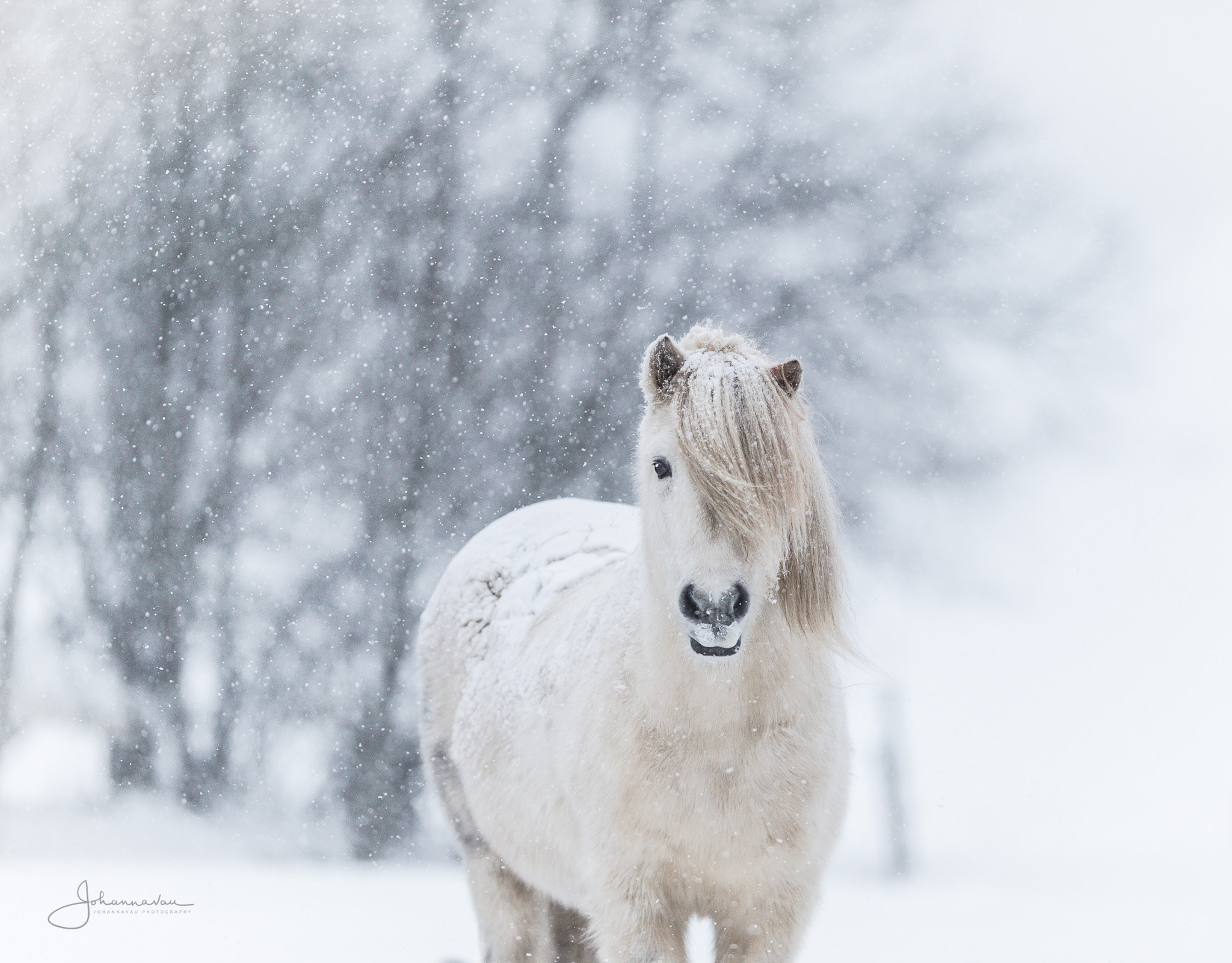 Nikon AF-S Nikkor 200mm F2G ED VR II sample photo. Snowy day photography