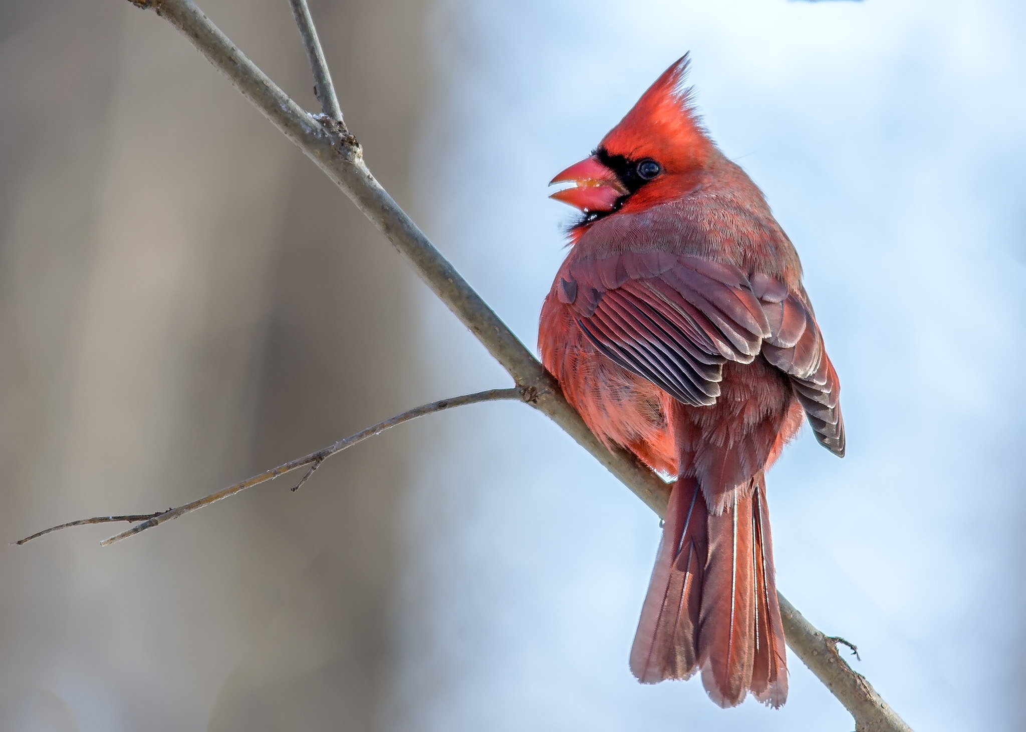 Canon EOS 60D + Sigma 150-500mm F5-6.3 DG OS HSM sample photo. Northern cardinal photography