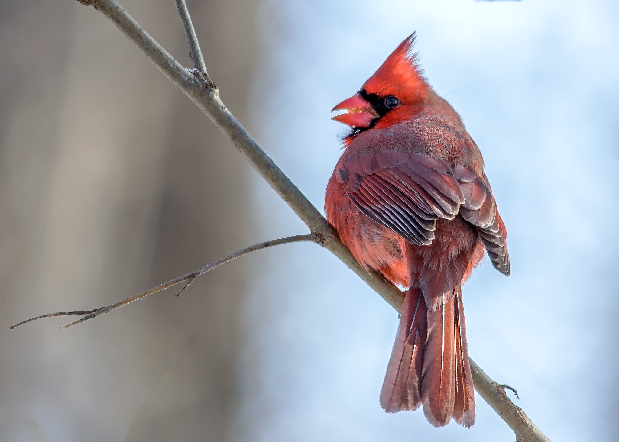 Sigma 150-500mm F5-6.3 DG OS HSM sample photo. Northern cardinal photography
