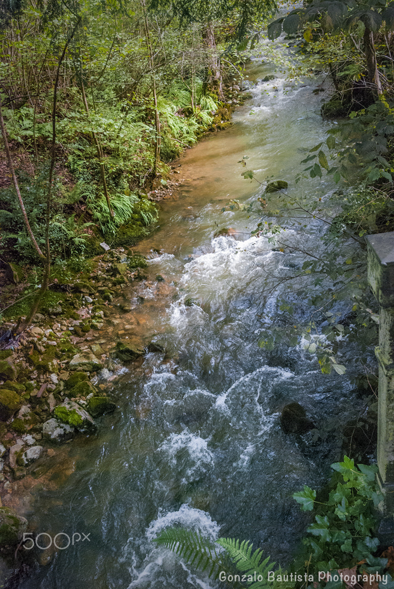 Nikon D40X sample photo. In the forest. photography
