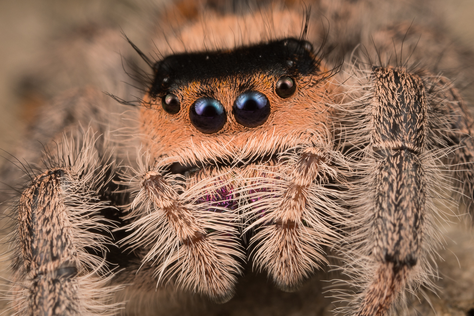 Canon EOS 5D Mark IV + Canon MP-E 65mm F2.5 1-5x Macro Photo sample photo. Phidippus regius photography