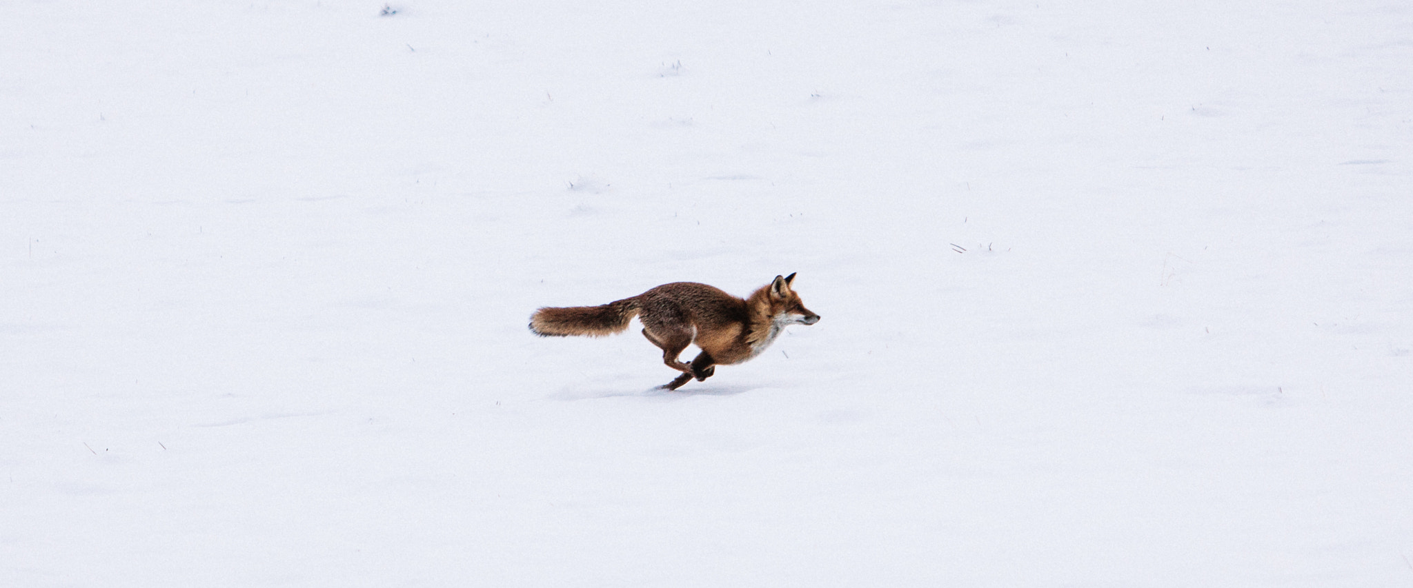 Canon EF 70-200mm F2.8L IS USM sample photo. Run photography