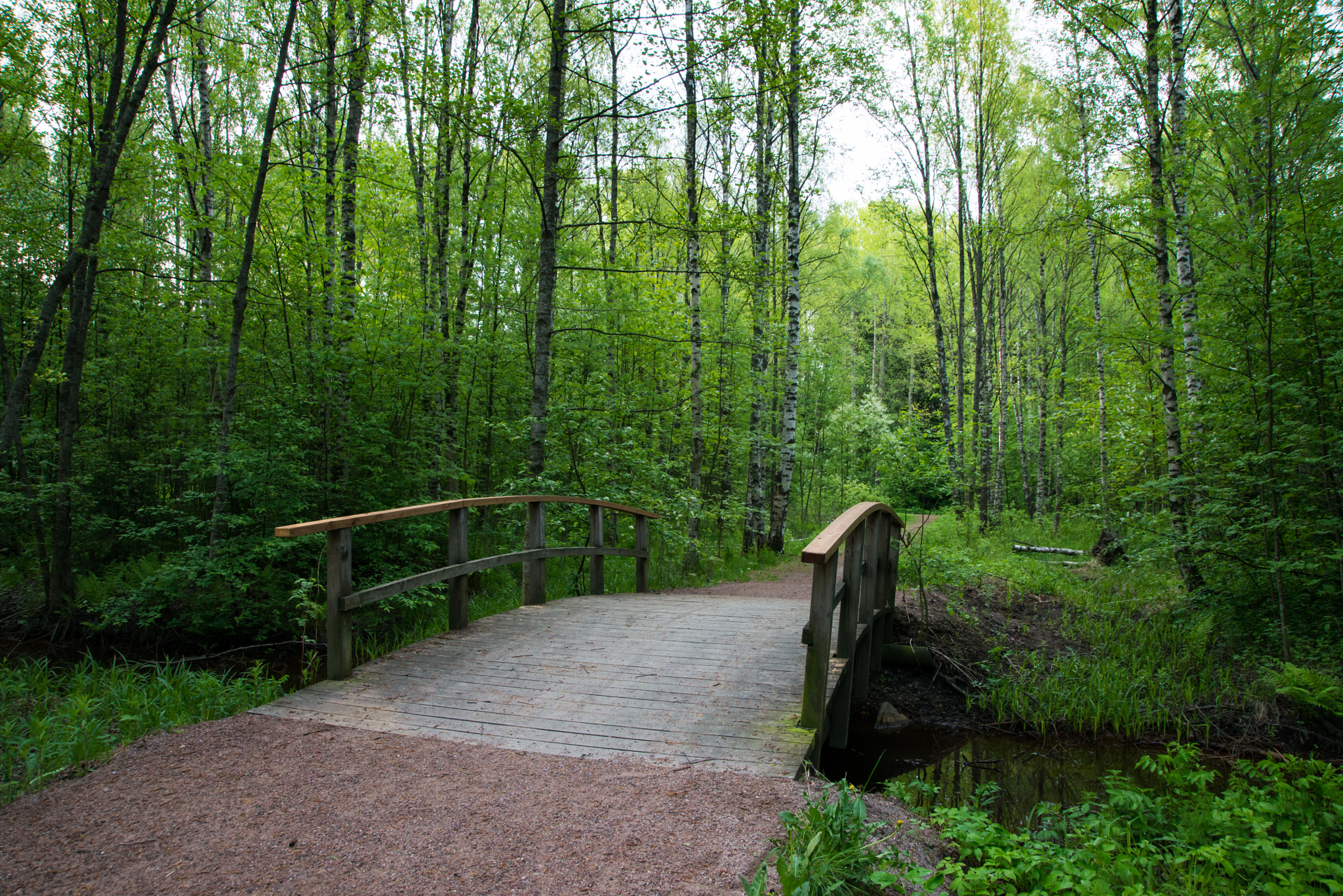 Nikon D800 + Sigma 24-105mm F4 DG OS HSM Art sample photo. Small bridge in the forest photography