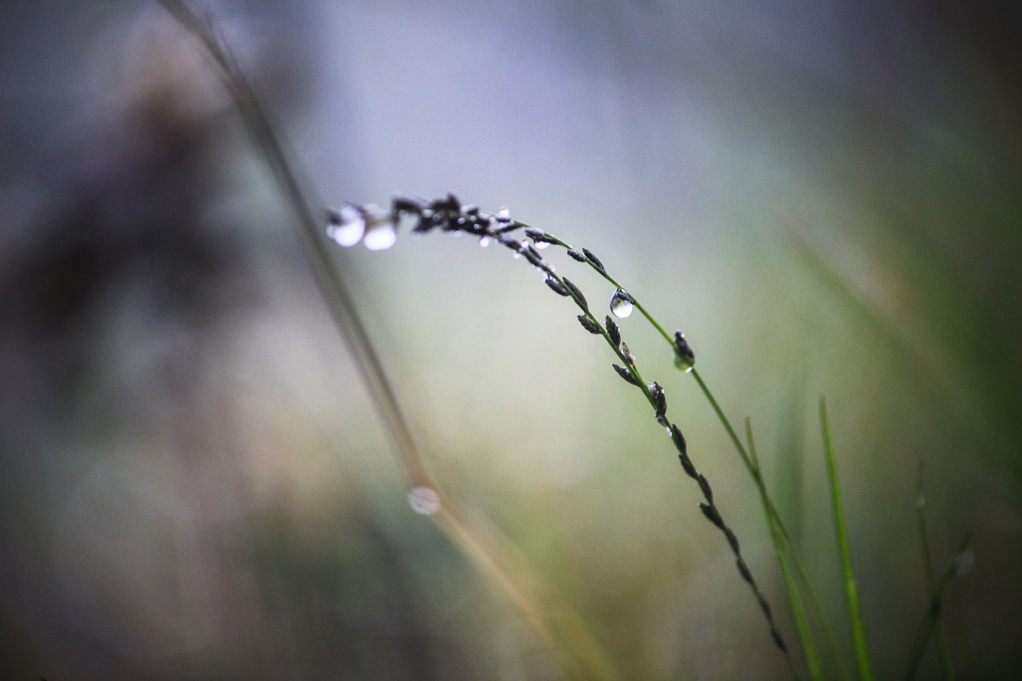 Canon EF-S 55-250mm F4-5.6 IS II sample photo. 11628344786.jpg photography