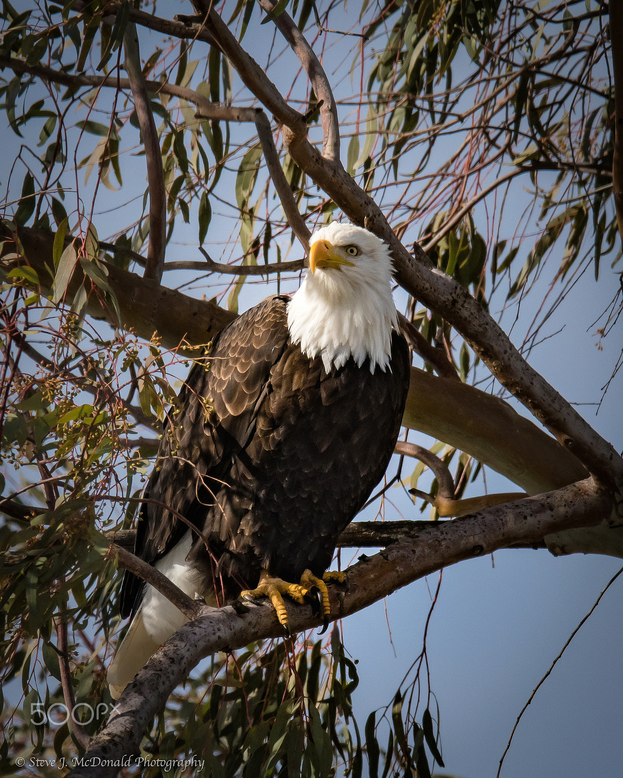 Nikon AF-S Nikkor 600mm F4E FL ED VR sample photo. Bald eagle photography