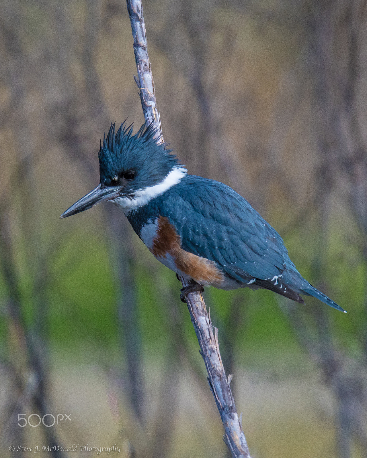 Nikon D500 + Nikon AF-S Nikkor 600mm F4E FL ED VR sample photo. Female belted kingfisher photography