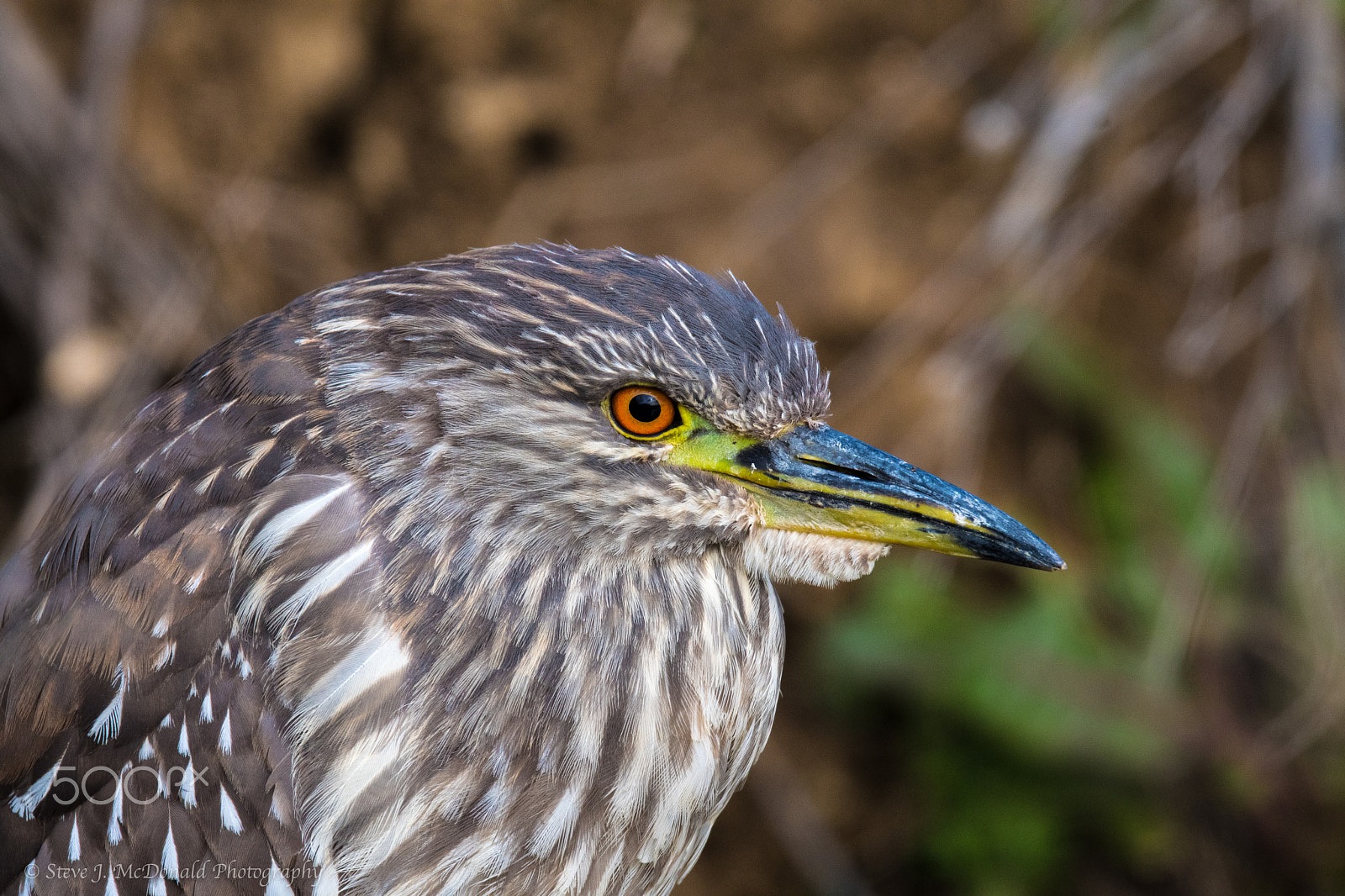 Nikon AF-S Nikkor 600mm F4E FL ED VR sample photo. Juvenile black-crowned night heron photography
