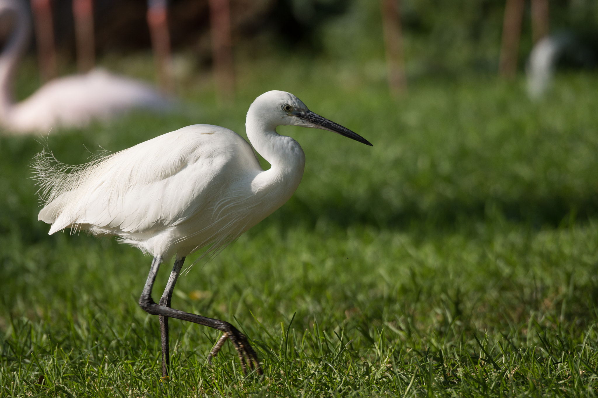Nikon D3200 sample photo. Little egret photography
