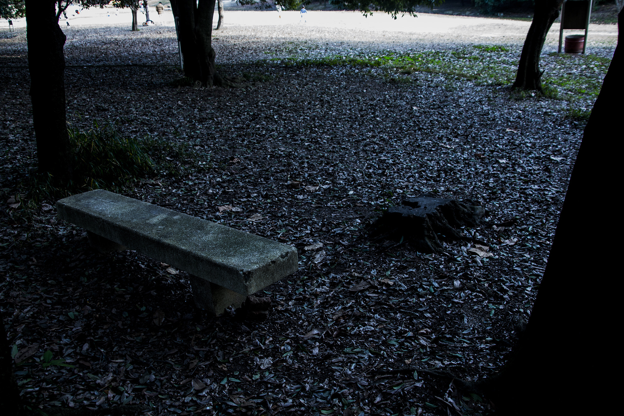 Canon EOS 650D (EOS Rebel T4i / EOS Kiss X6i) sample photo. Bench in the dark woods photography