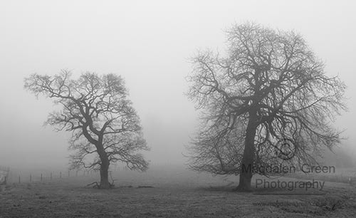 Nikon D700 sample photo. Peculiar trees posturing in the mist  - black and white -  rural photography