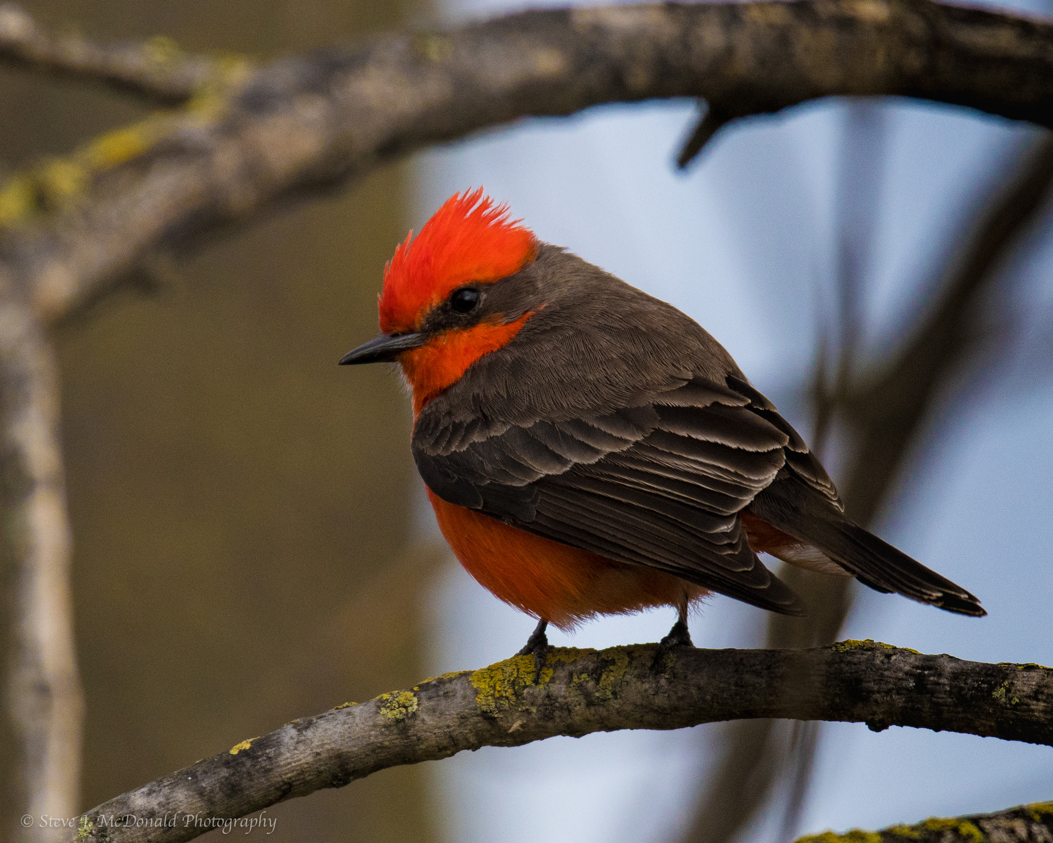 Nikon AF-S Nikkor 600mm F4E FL ED VR sample photo. Vermilion flycatcher photography