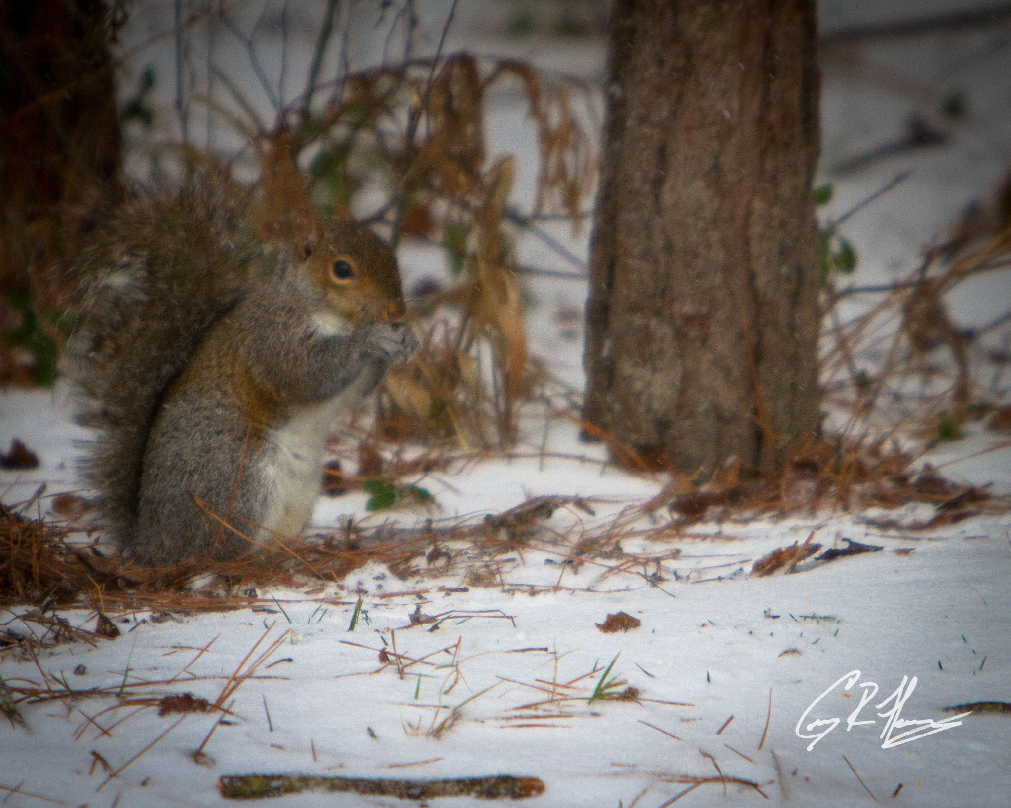 Canon EF 70-200mm F2.8L IS USM sample photo