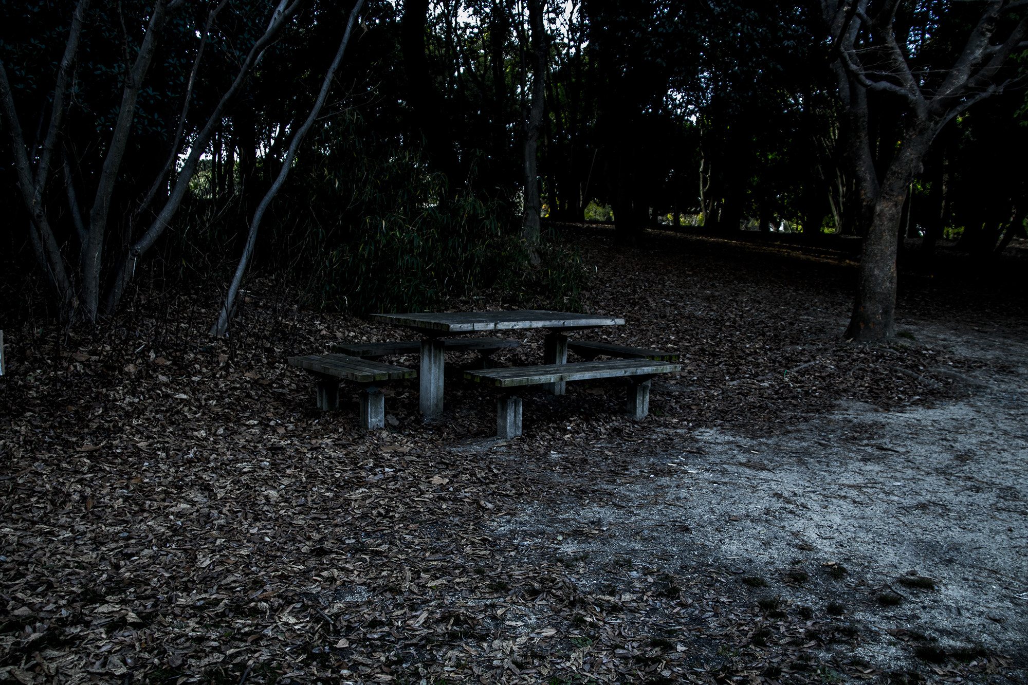 Canon EOS 650D (EOS Rebel T4i / EOS Kiss X6i) sample photo. Table set in the dark woods photography