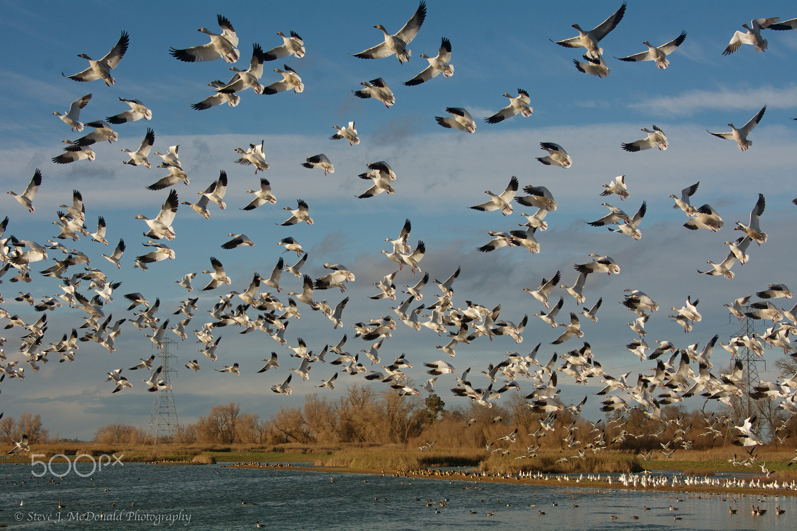 Nikon D7100 + Nikon AF-S Nikkor 28-300mm F3.5-5.6G ED VR sample photo. Snow and ross's geese flyoff photography