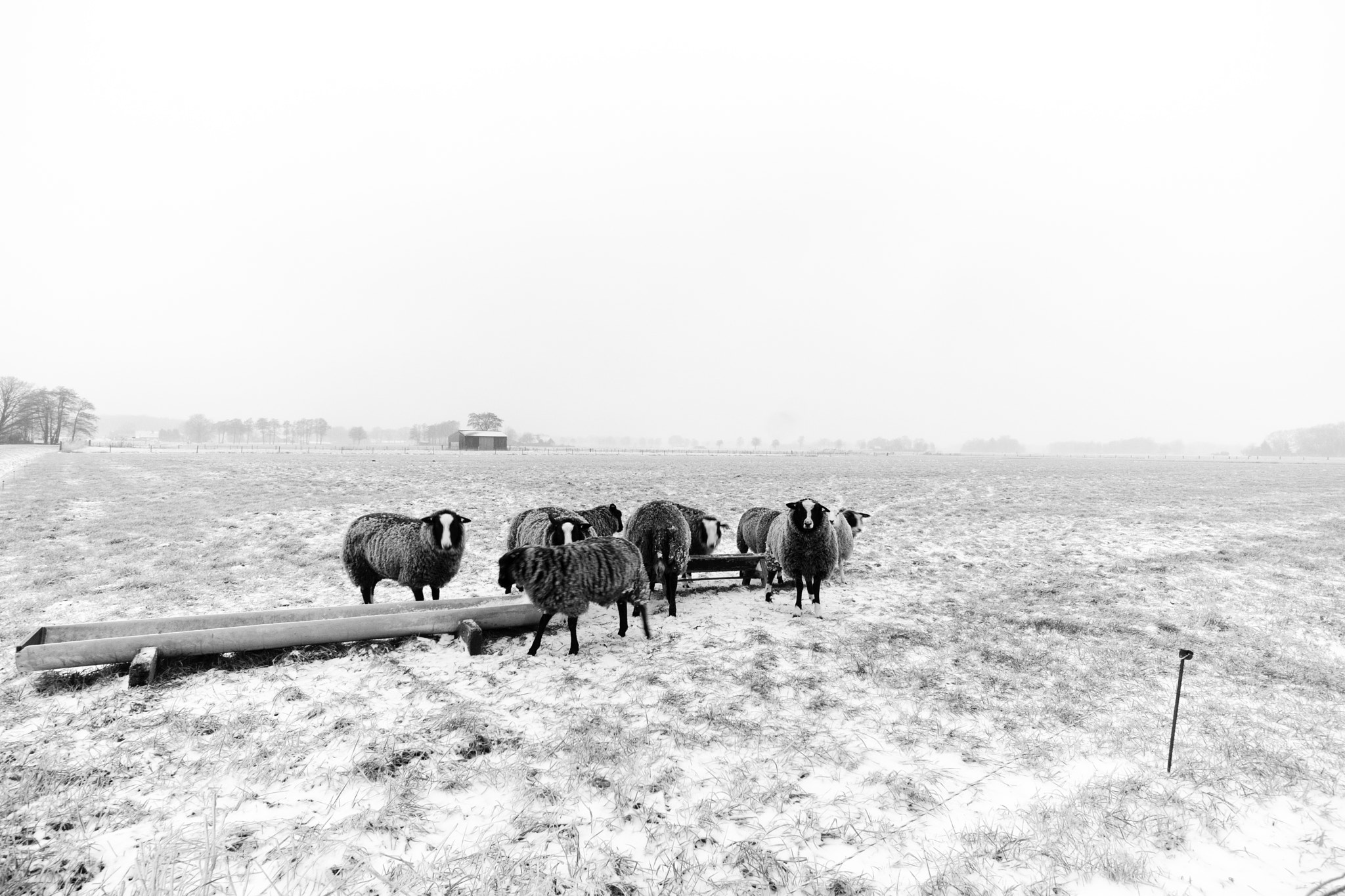 Sony a6300 + ZEISS Touit 12mm F2.8 sample photo. Sheep 1 of 3, ligtenbergerdijk, rijssen photography