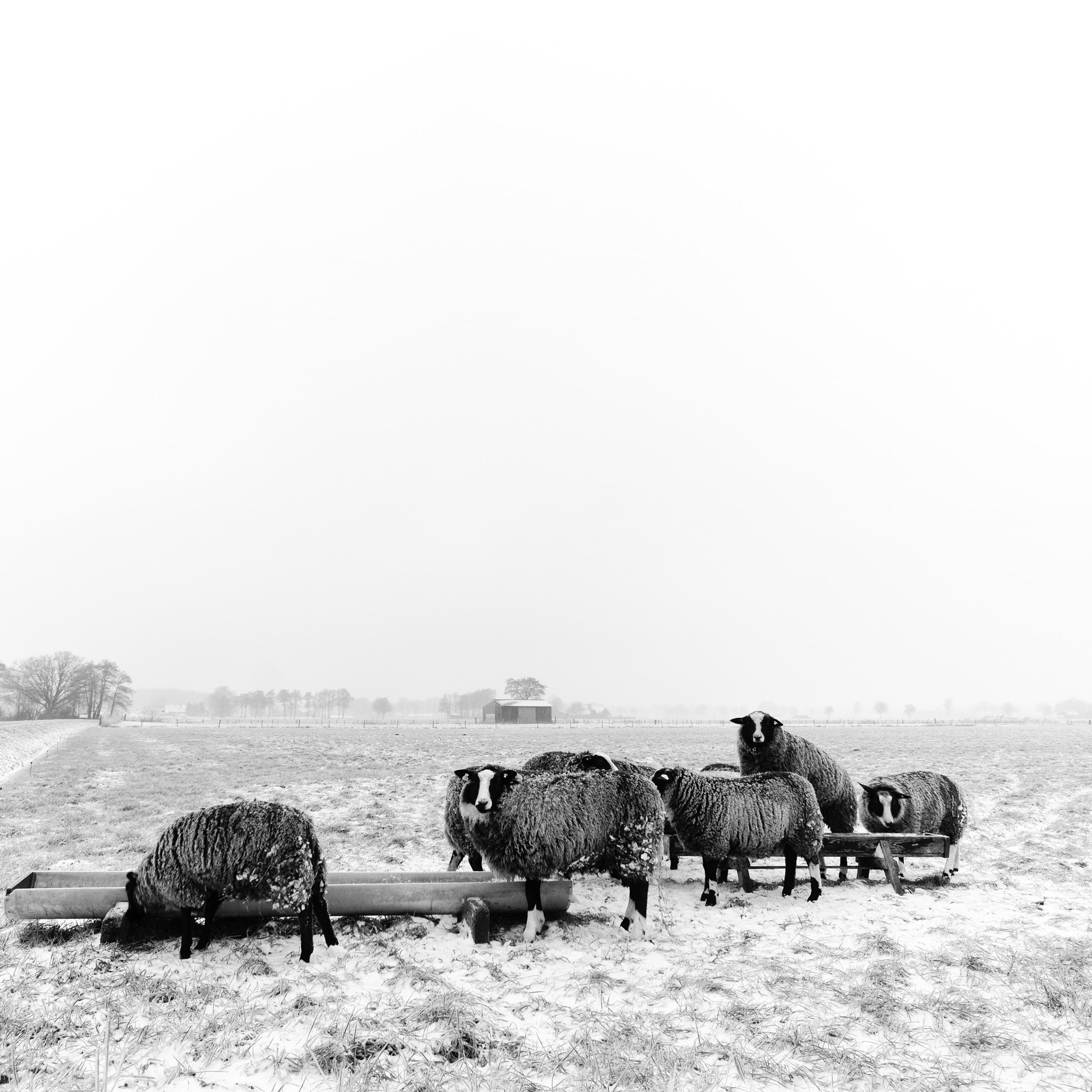 ZEISS Touit 12mm F2.8 sample photo. Sheep 2 of 3, ligtenbergerdijk, rijssen photography