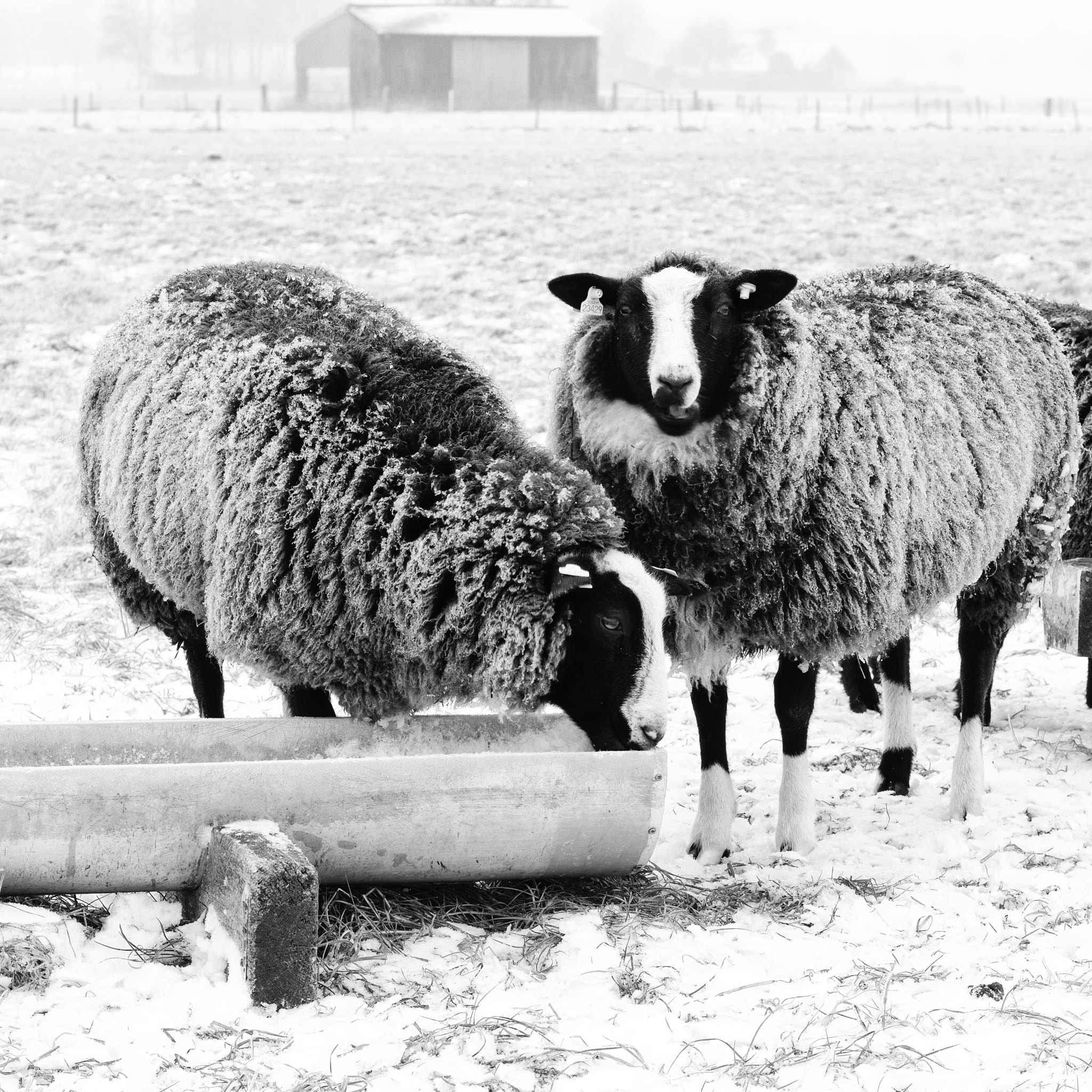 Sony a6300 + Sony Sonnar T* FE 55mm F1.8 ZA sample photo. Sheep 3 of 3, ligtenbergerdijk, rijssen photography