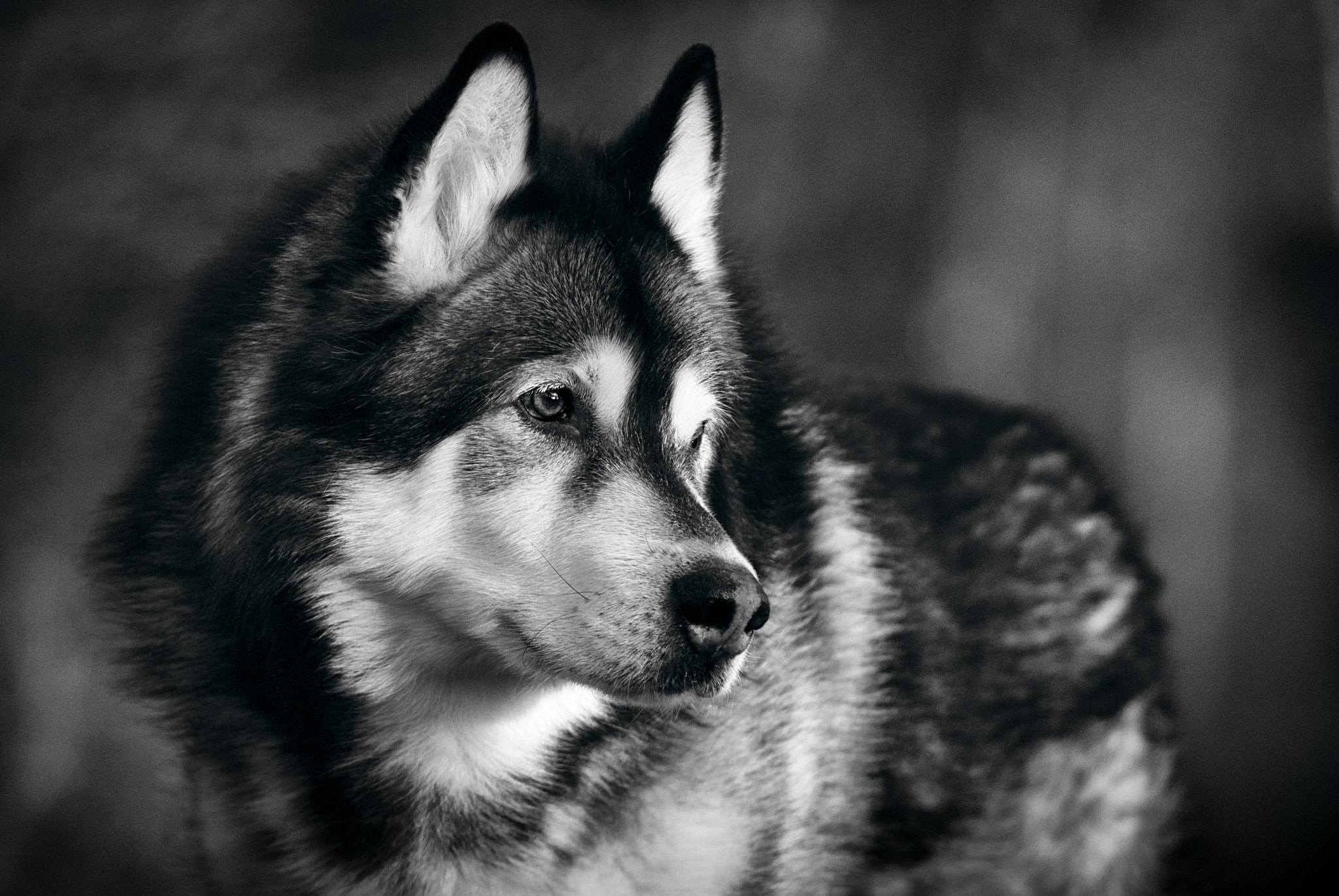 Nikon D200 sample photo. Kendo photography