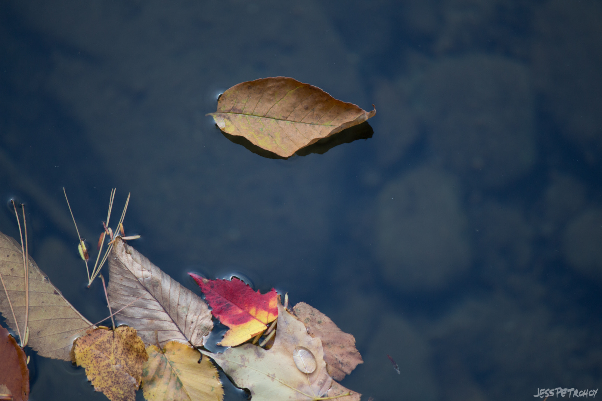 Canon EOS 650D (EOS Rebel T4i / EOS Kiss X6i) sample photo. Float on photography