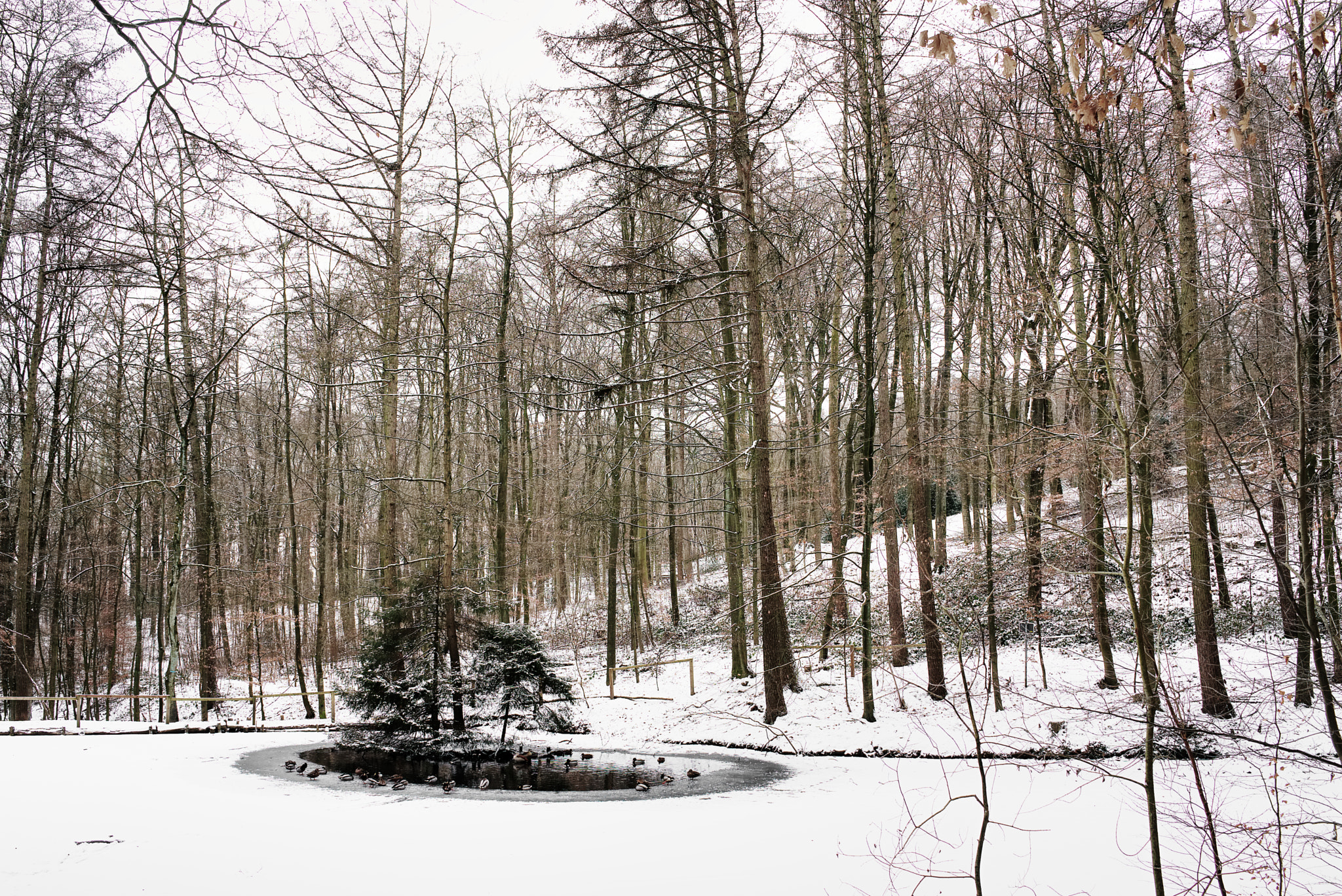 Sony a7 + Sony FE 28mm F2 sample photo. Open ice photography