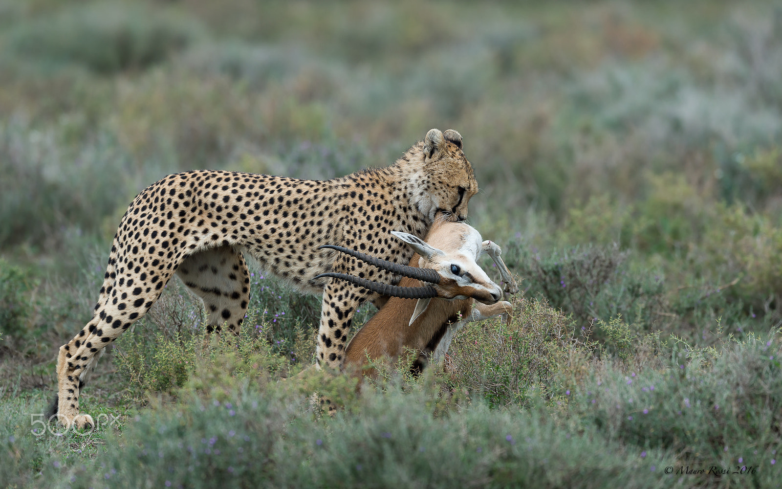 Nikon AF-S Nikkor 500mm F4E FL ED VR sample photo. "dura lex sed lex.." tanzania 2016 photography