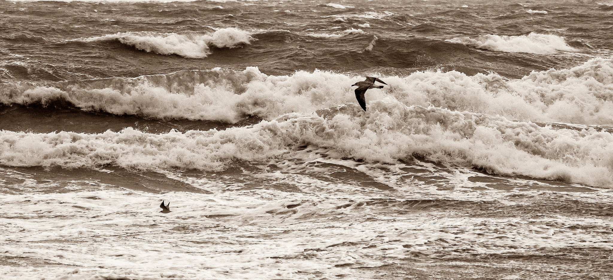 Sony Alpha DSLR-A390 + Sigma 70-210mm F4-5.6 APO sample photo. The seagull photography