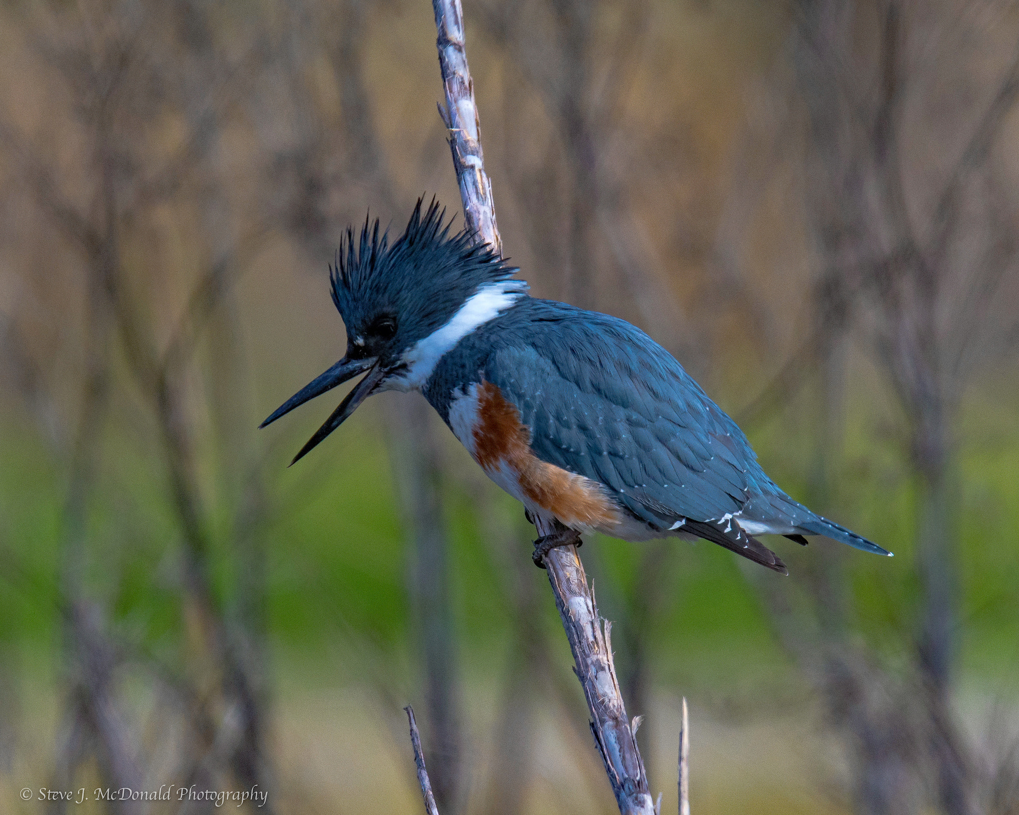 Nikon AF-S Nikkor 600mm F4E FL ED VR sample photo. Female belted kingfisher photography