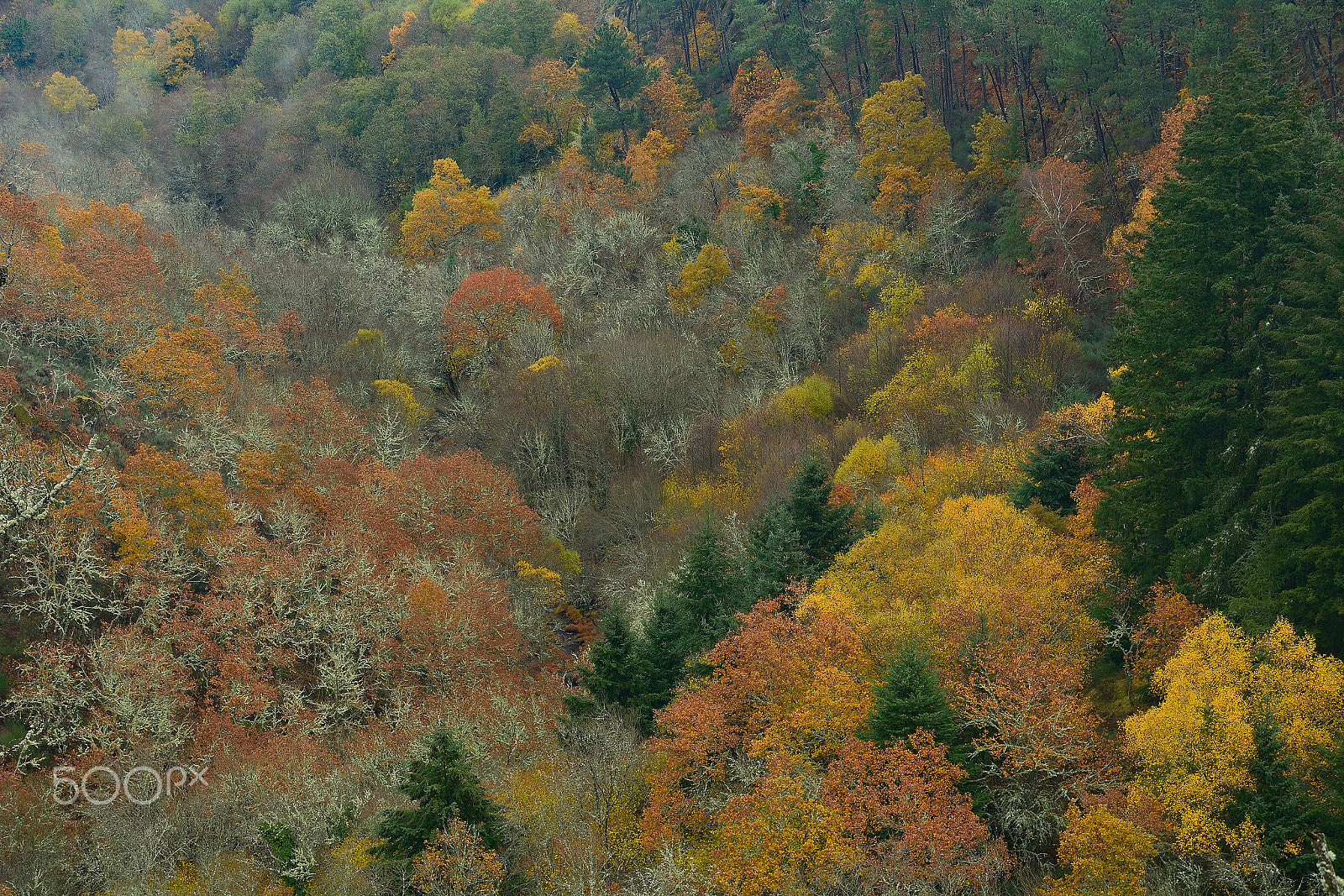 Nikon D7100 sample photo. Autumn colors photography