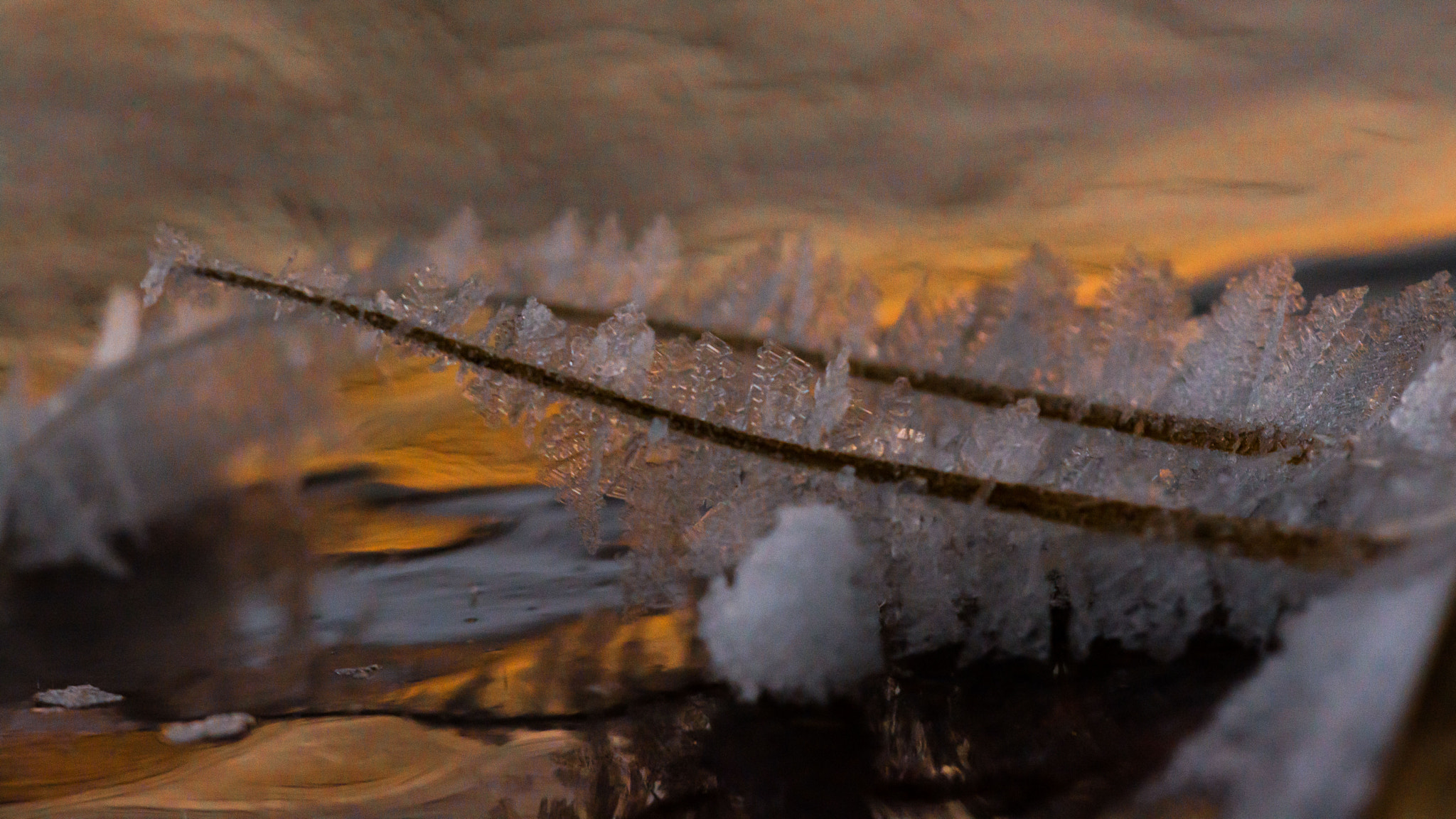 Sigma 150mm F2.8 EX DG Macro HSM sample photo. My freezing world photography