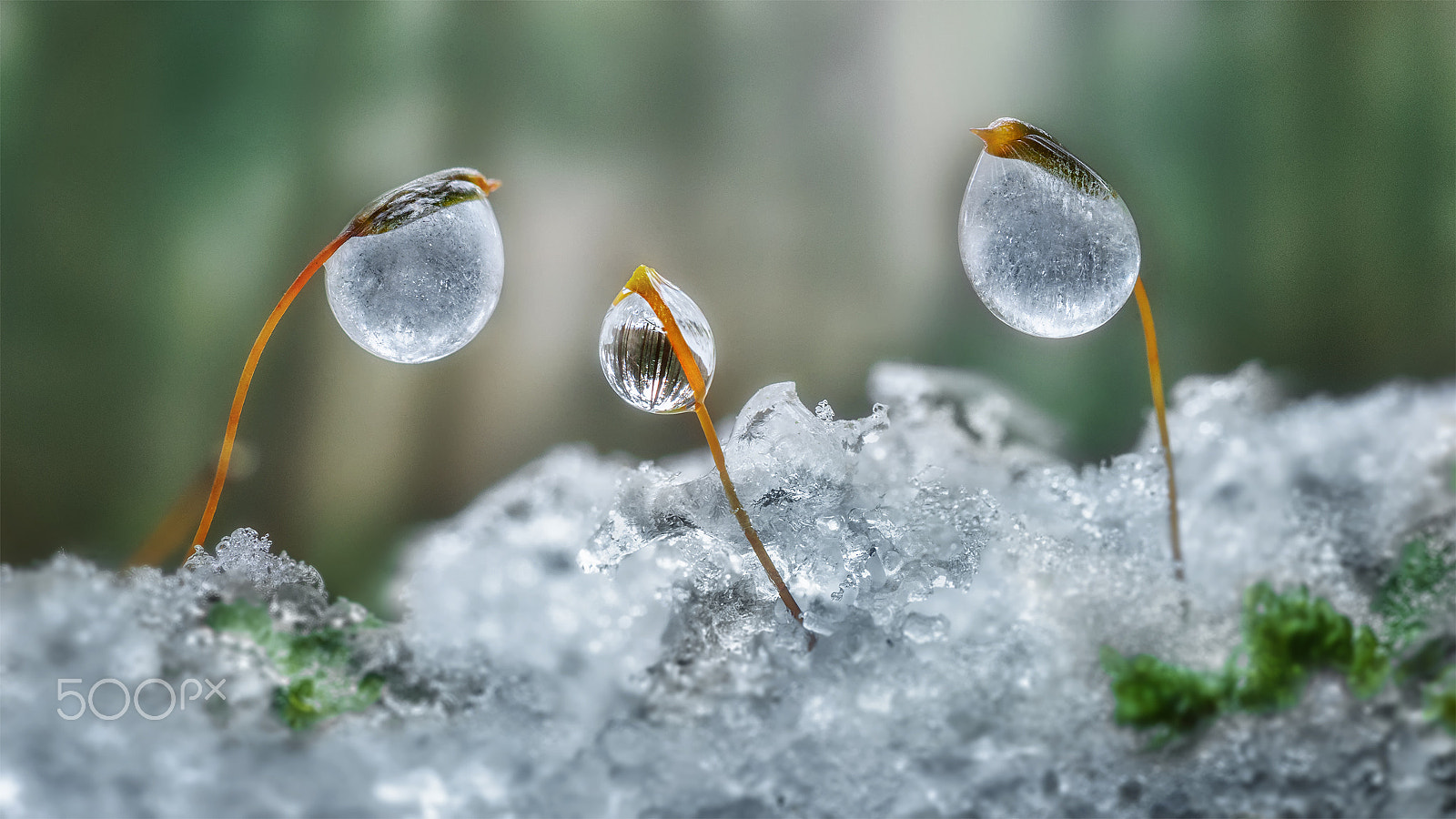 Nikon AF-S Micro-Nikkor 105mm F2.8G IF-ED VR sample photo. Frozen of the forest photography