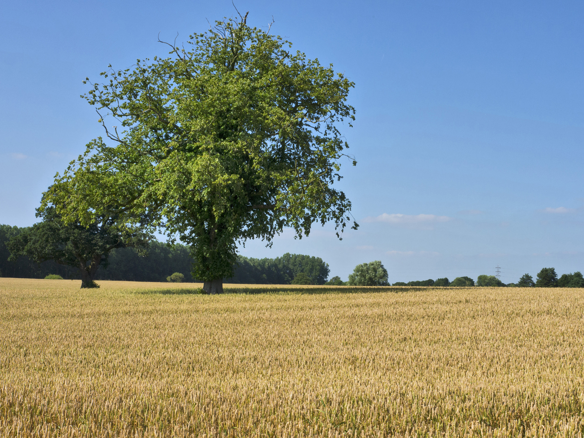 Panasonic Lumix DMC-GF3 + Panasonic Leica DG Summilux 25mm F1.4 II ASPH sample photo. Claughton crop photography